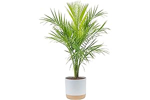 Majestic Costa Farms Majesty Palm for Dynamic Home and Patio Decor