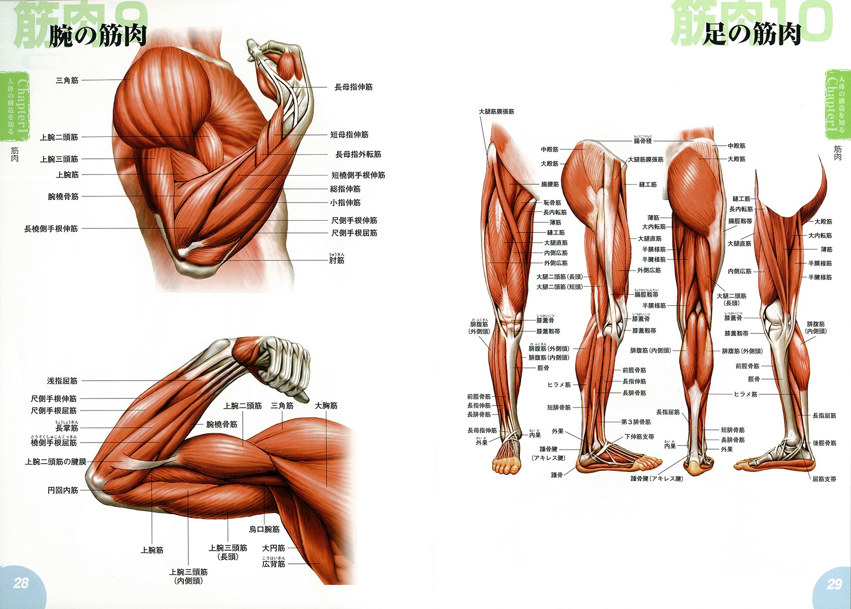 人体解剖図から学ぶキャラクターデッサンの描き方 こたろう 岩崎 カネダ工房 本 通販 Amazon