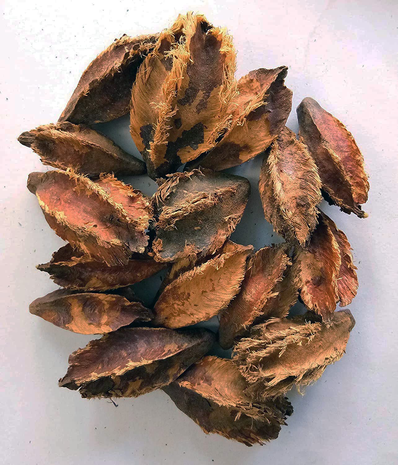 EasySeeds� Arjun, Terminalia Arjuna, Maiyokpha,Maruthu,Nirmatti,Torematti Tree Seed Pack of 5 Seeds (B09H67QJVD) Amazon Price History, Amazon Price Tracker