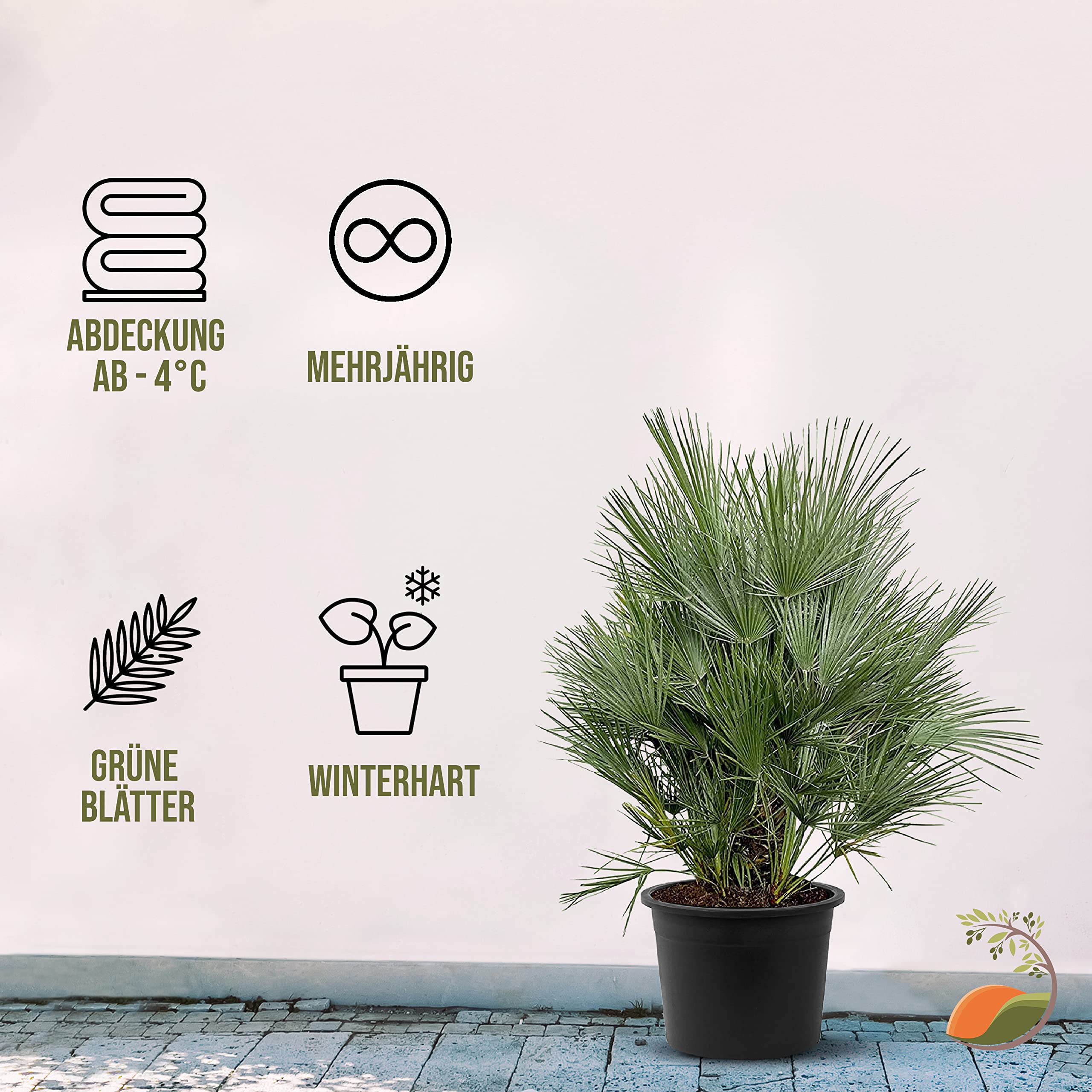 Chamaerops humilis vulcano kopen? - Tropic Trees