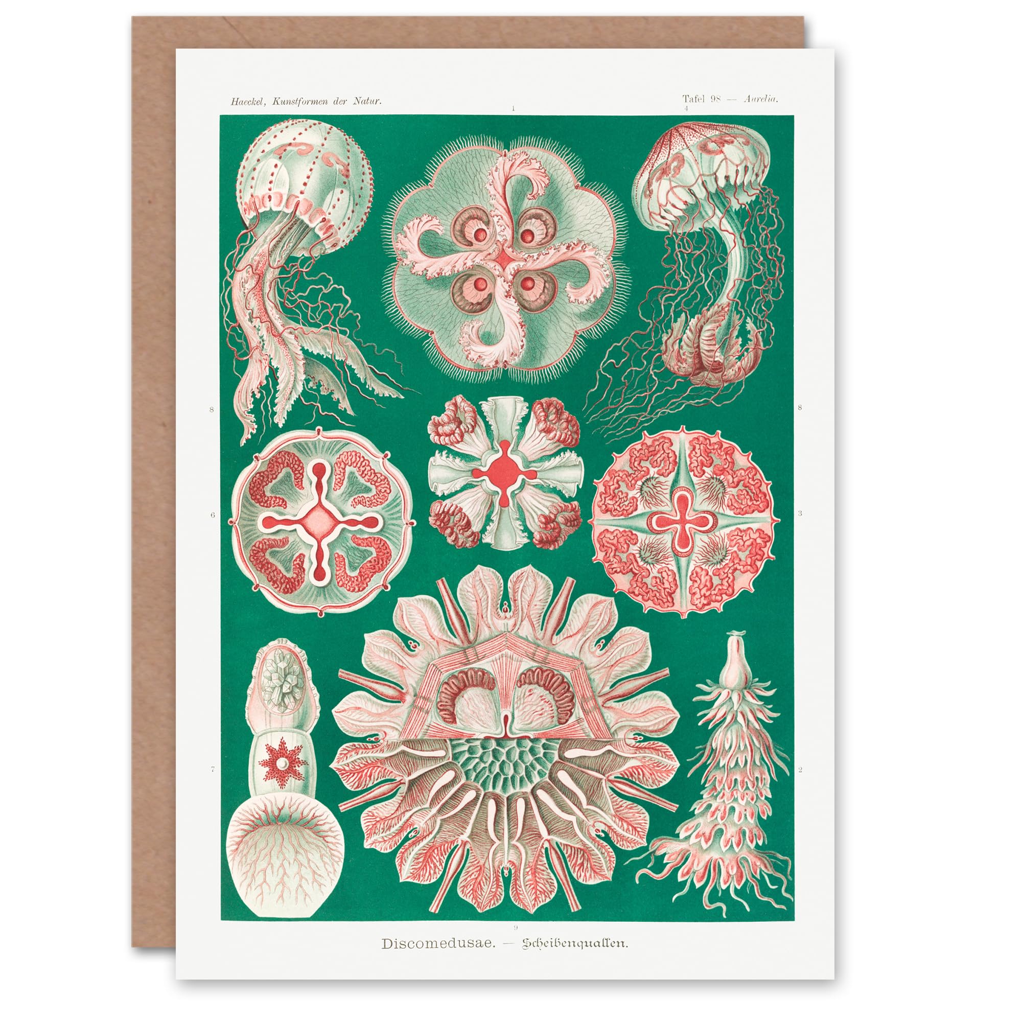 Artery8 Ernst Haeckel Art Card Green Pink Vintage Jellyfish Illustration