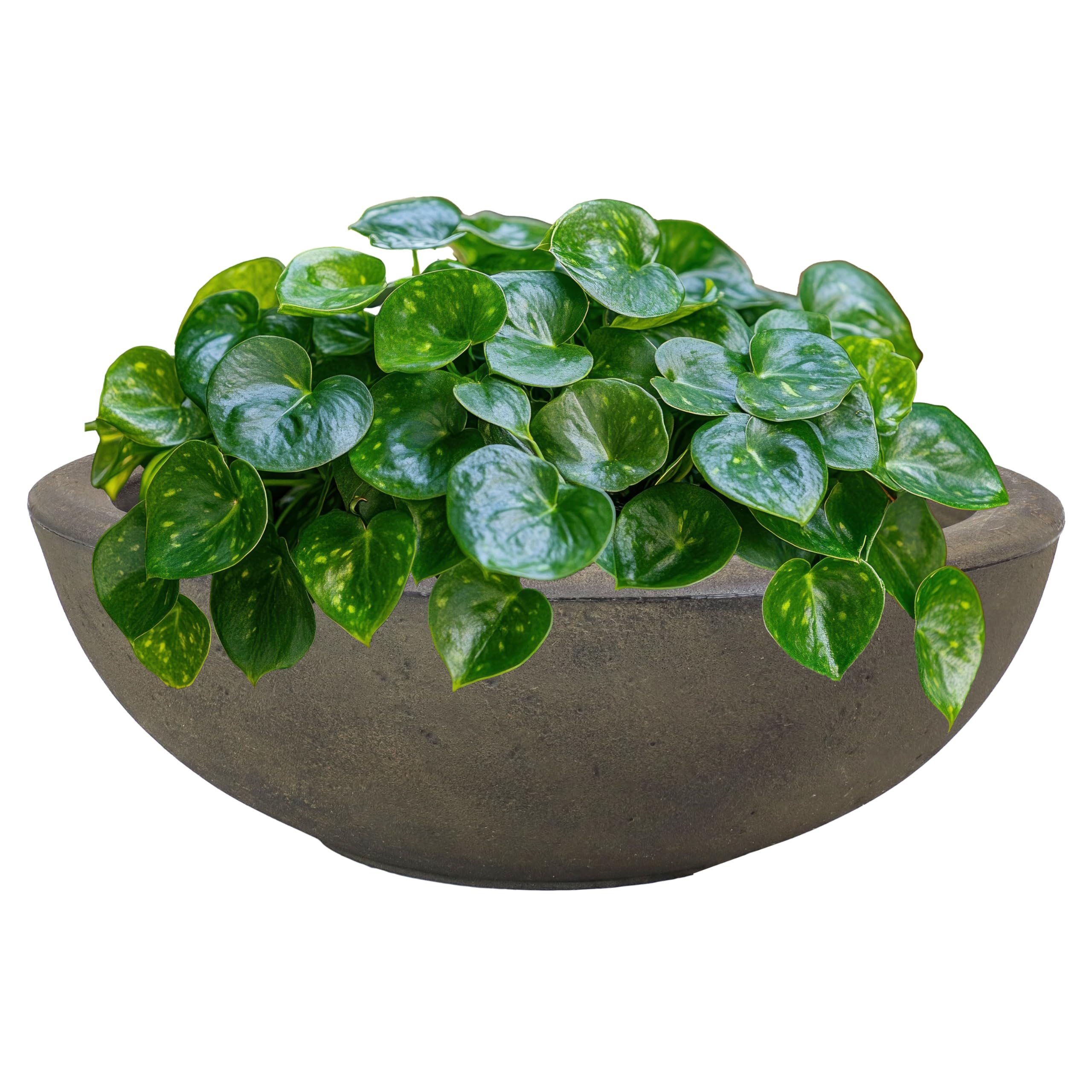 Sunnydaze Percival 20.75" Shallow Outdoor Planter Bowl for Flowers and Succulents - Polyresin Double-Walled Design - Sable