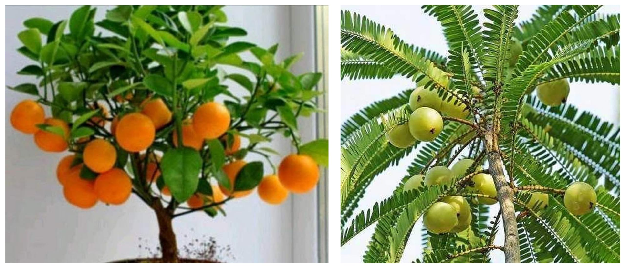See full amazon price history chart for Creative Farmer Rare Amla Sapling Plant, Amala, Indian-Gooseberryamla, Phyllanthus Tratemus_PLANT-149-NELLI#A371All@ & Creative Farmer Rare Bonsai Murcott Mandarin Orange Fruit Tree_PLANT-2 Creative Farmer Rare Amla Sapling Plant, Amala, Indian-Gooseberryamla, Phyllanthus Tratemus_PLANT-149-NELLI#A371All@ & Creative Farmer Rare Bonsai Murcott Mandarin Orange Fruit Tree_PLANT-2 (B0CCTZL7JR) Amazon Price History, Amazon Price Tracker