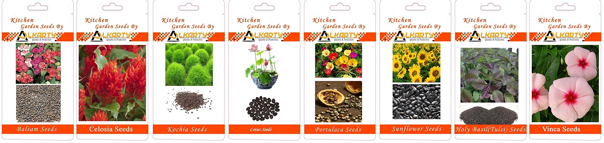 Balsam, Celosia, Kochia, Lotus, Portulaca, Sunflower, Tulsi, Vinca Summer Flower Seeds Pack of 20 Each-picture-26