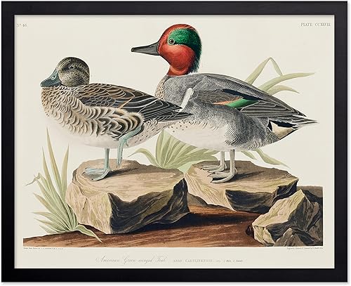 Miniatura 113 de Poster Master Póster vintage de colibríes, impresión de formas de arte retro en la naturaleza, arte de pájaros, regalo para él, ella y amante de los