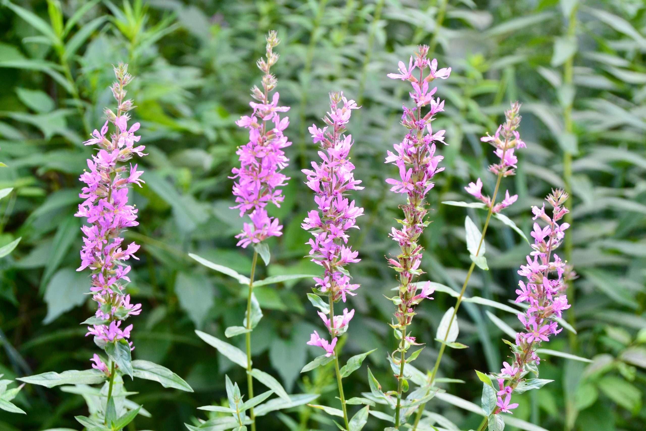Lincolnshire Pond Plants Ltd - Lythrum salicaria Rosey Gem - Marginal Pond Plants - MBP079-1 / 9cm Potted