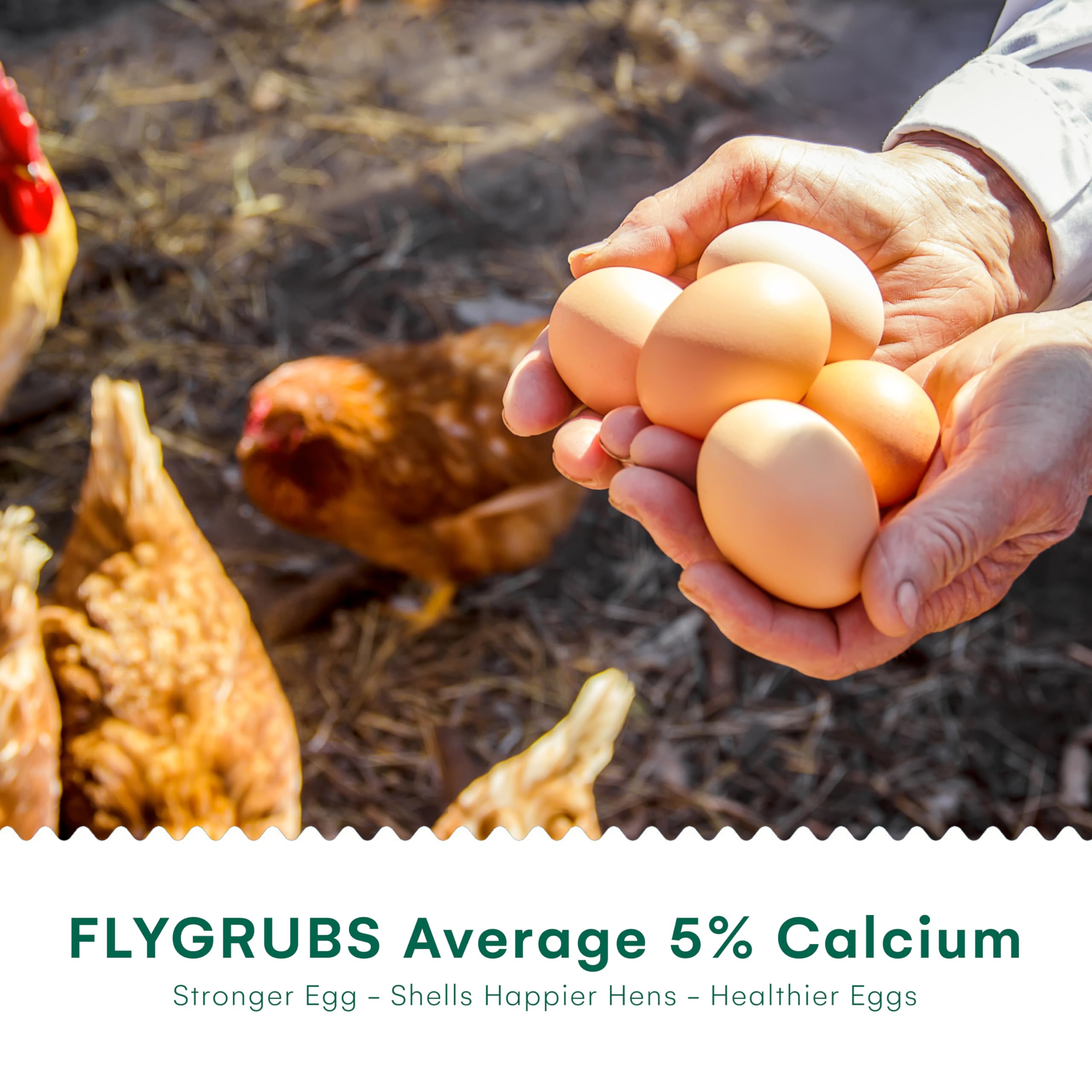 Larve Di Hermetia Essiccate 1kg - Snack Per Uccelli, Tartarughe, Ricci E Ratti