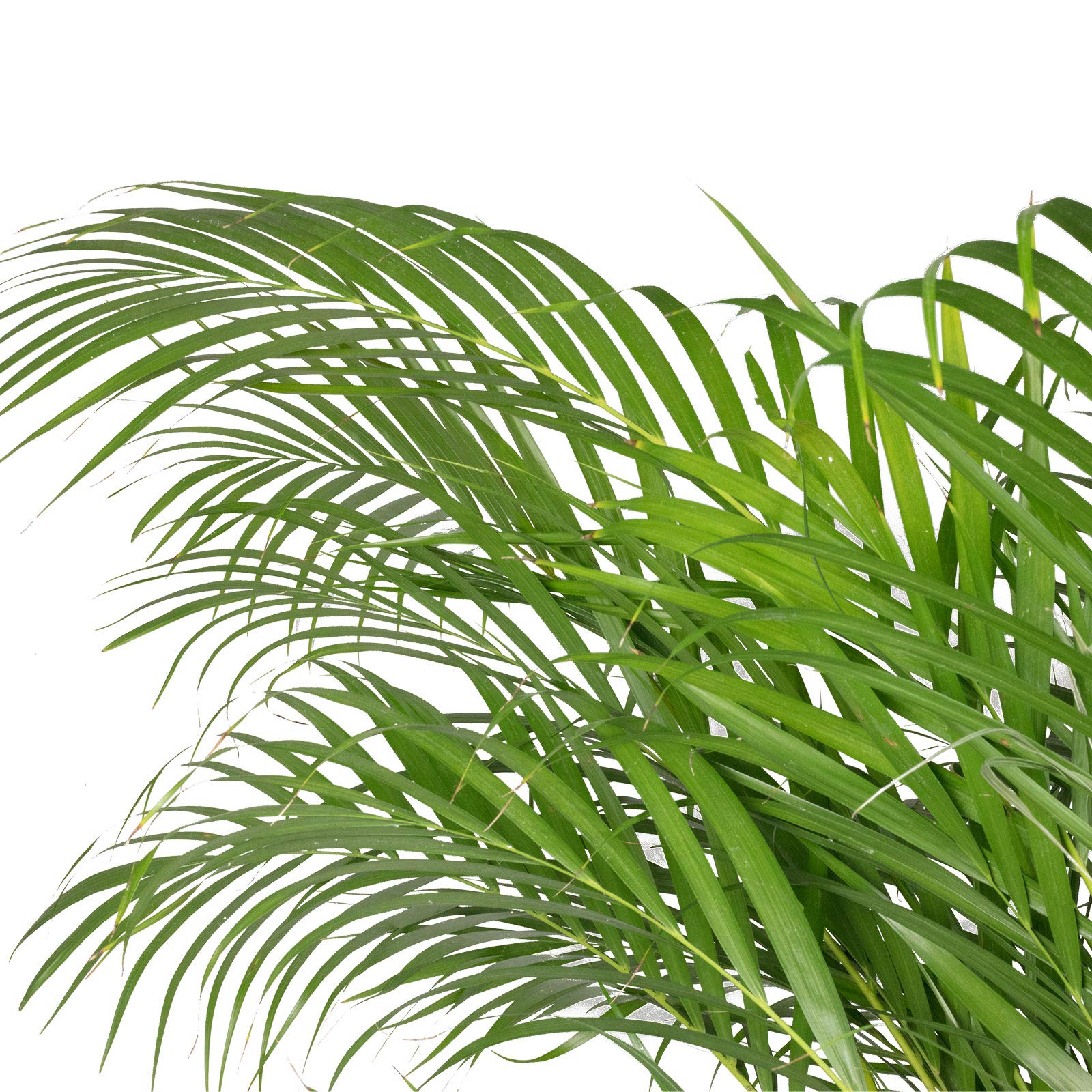 Goldfruchtpalme - pflegeleichte Zimmerpflanze, Areca Dypsis Lutescens - Höhe ca. 120 cm, Topf-Ø 24 cm
