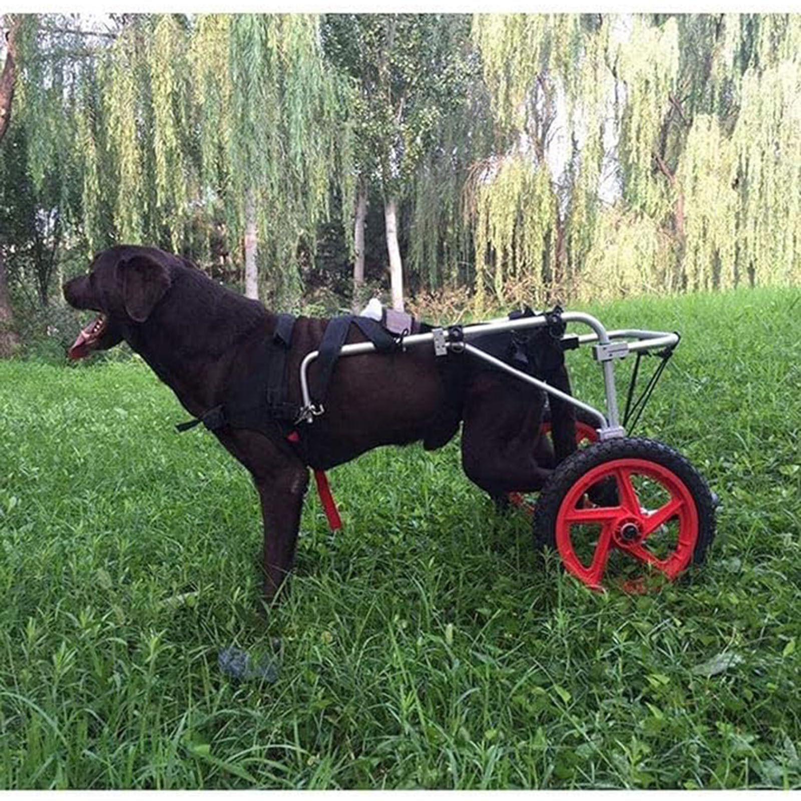 Silla de ruedas para perros: scooter de apoyo para mascotas con discapacidad