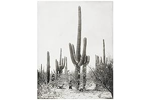 Striking Black and White Saguaro Cactus Art for Southwest Decor