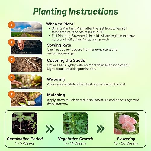 Miniatura 4 de Outsidepride 10000 semillas anuales Godetia Sybil Semillas de flores de salmón para plantar