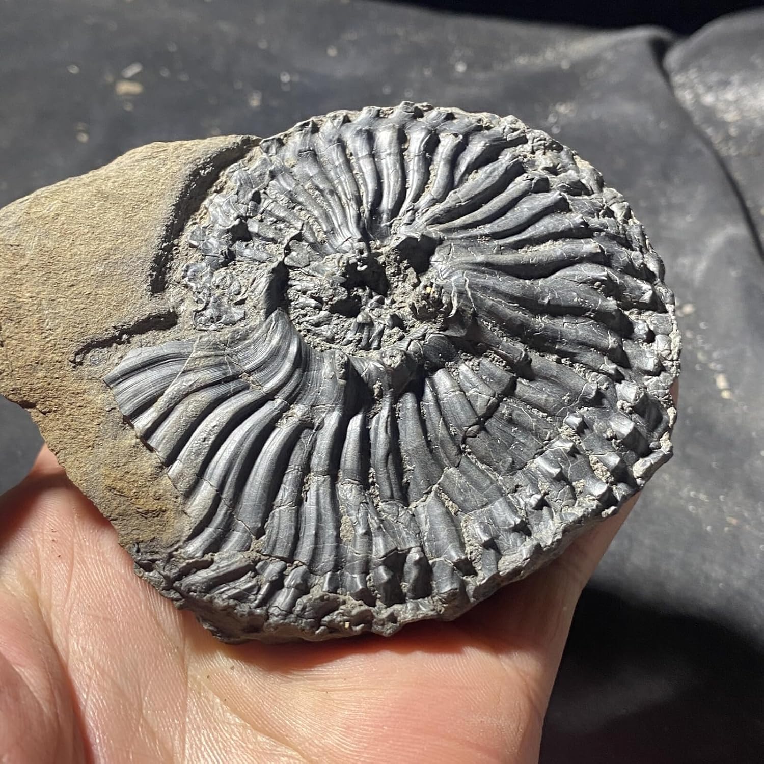 Fine Ammonite Fossils from Ordovician to Late Cretaceous