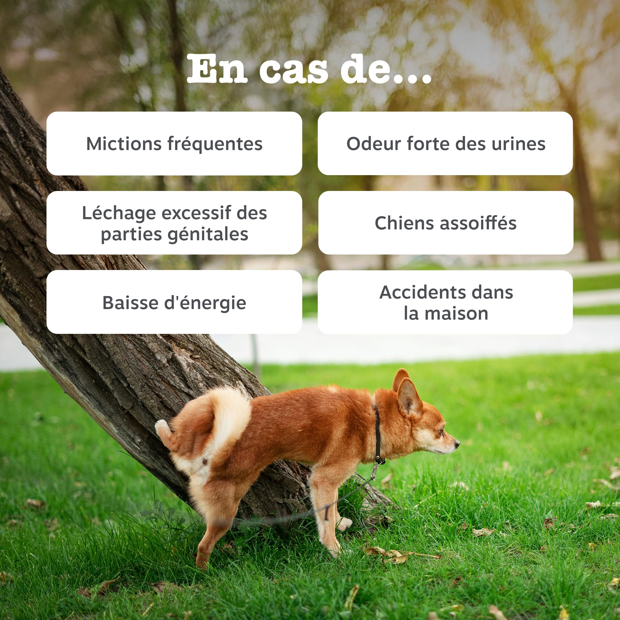 Zesty Paws Bouchées Soin Urinaire Chien | Voies Urinaires, Immunité, Équilibre du pH | Cranberry, D-Mannose, Vitamine C | Saveur Dinde | Usage Quotidien | 90 Bouchées