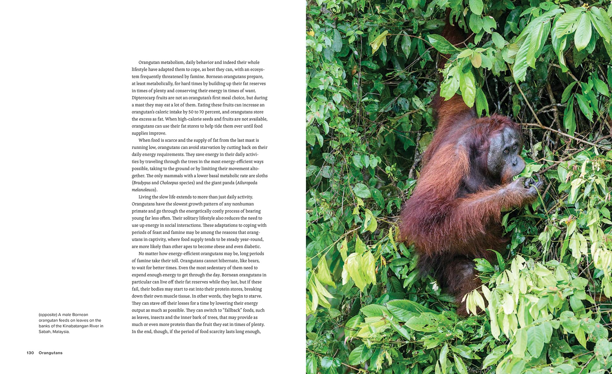 Orangutans: Their History, Natural History and Conservation