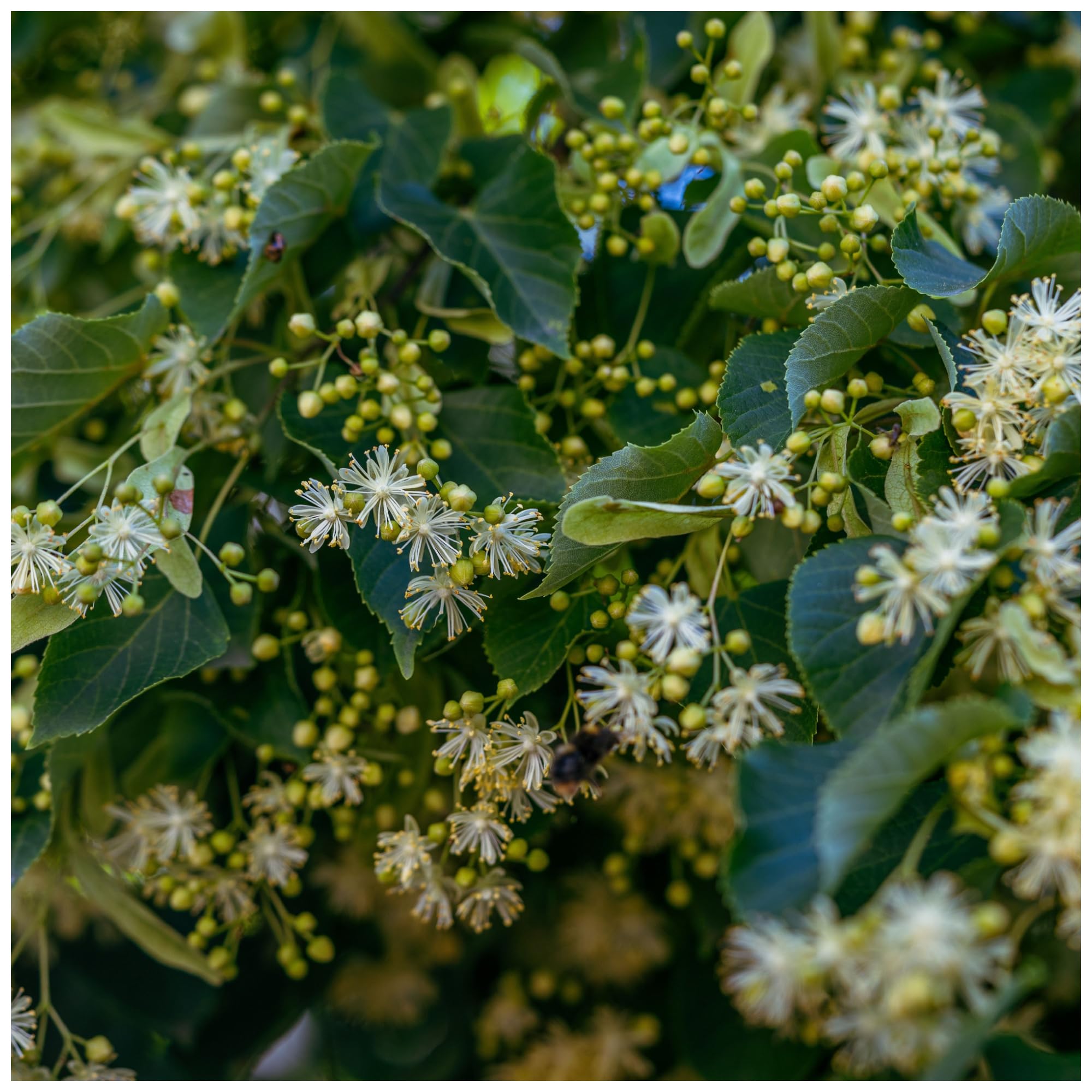 1 Small-leaved Lime/Tilia Cordata, 2-3ft Tall in 1L Pot with a Rich Scent 3fatpigs®