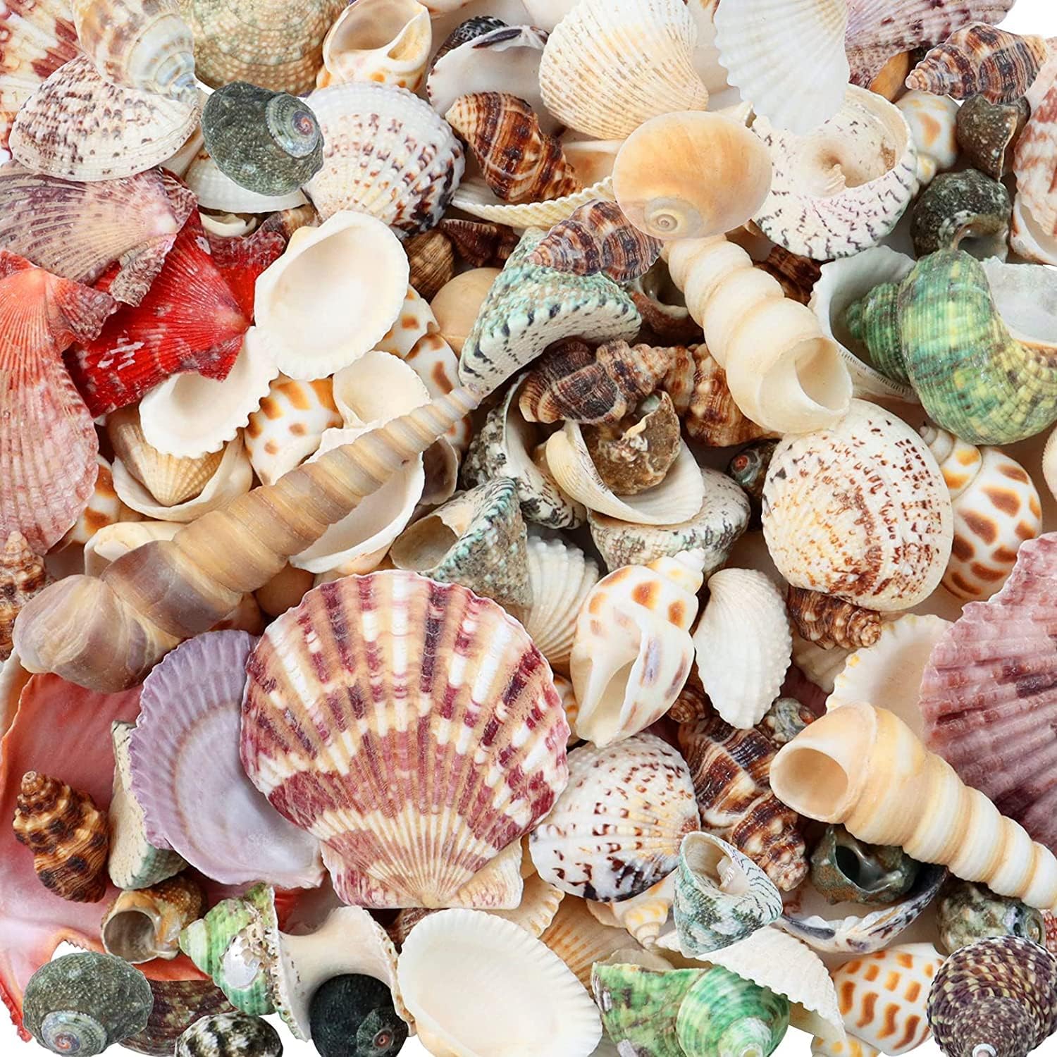 Mumoo Bear300g Sea Shells Mixed Ocean Beach Seashells, Various Sizes Natural Seashells for Fish Tank, Home Decorations, Beach Theme Party, Candle Making, Wedding Decor, DIY Crafts, Fish Tan