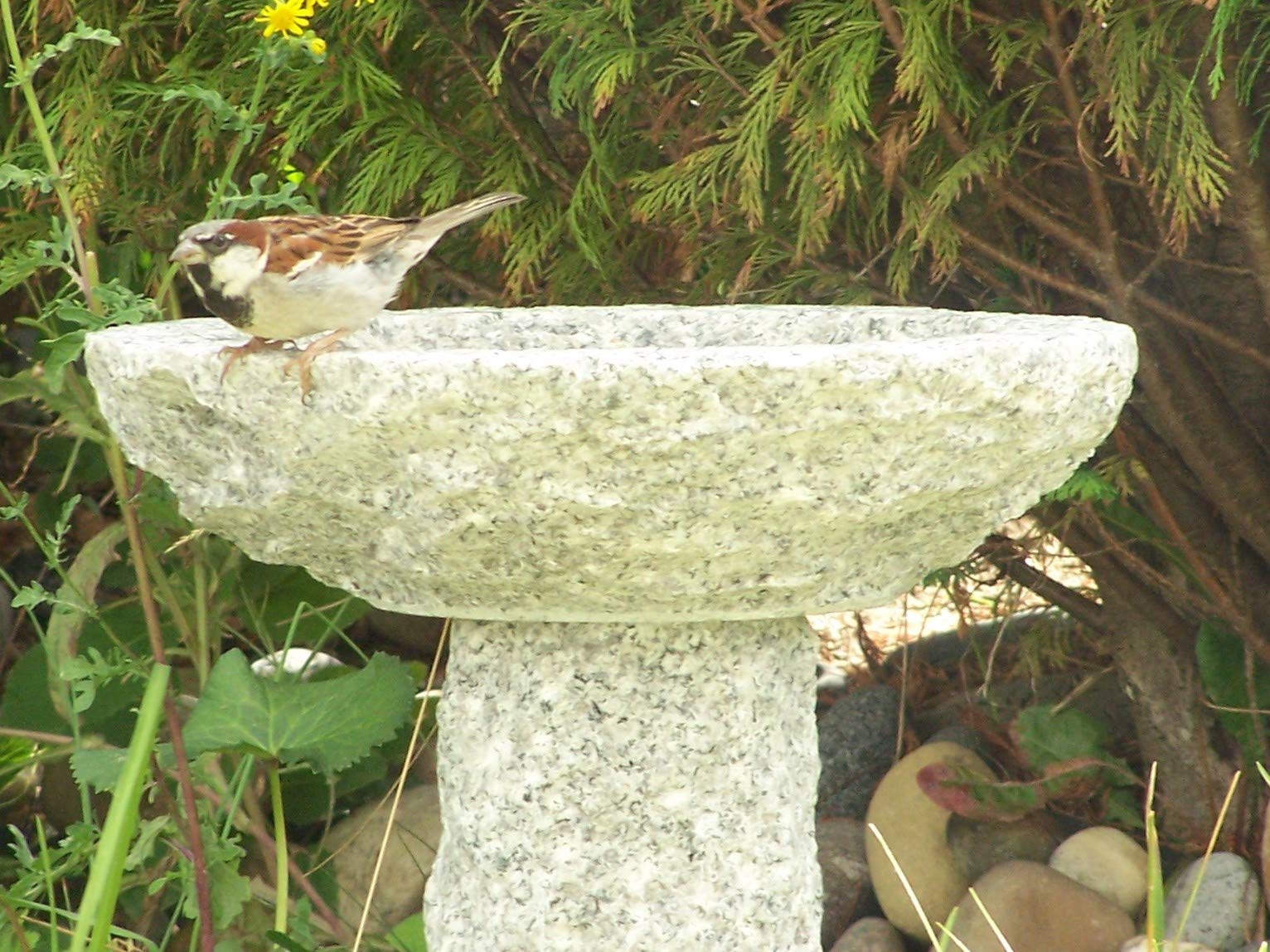 Vogelbad aus Granit (mit 3 Vögele am Rand sitzend)