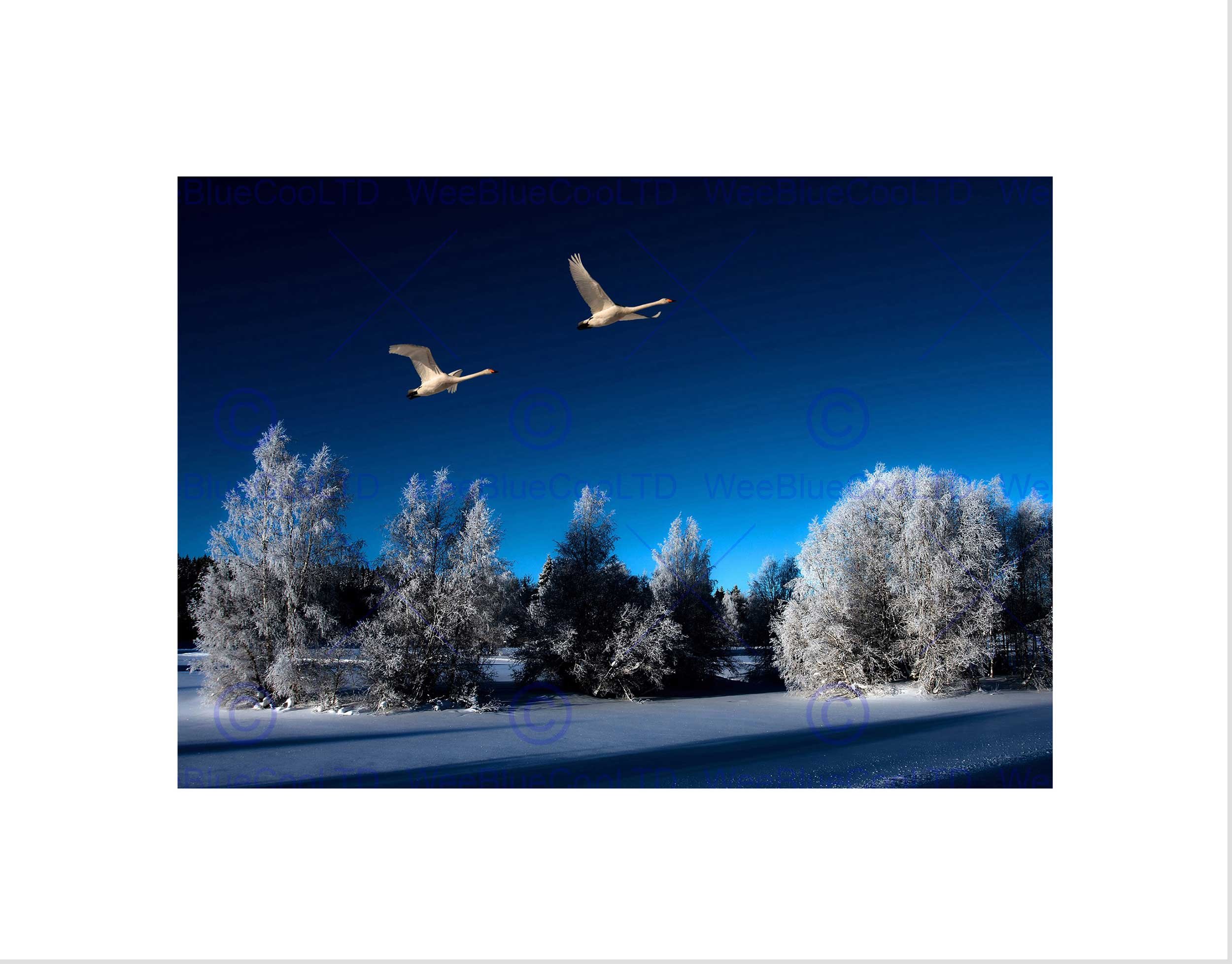 Wee Blue Coo Unframed Swans Winter Snow Trees Bird Art Wall Art Print