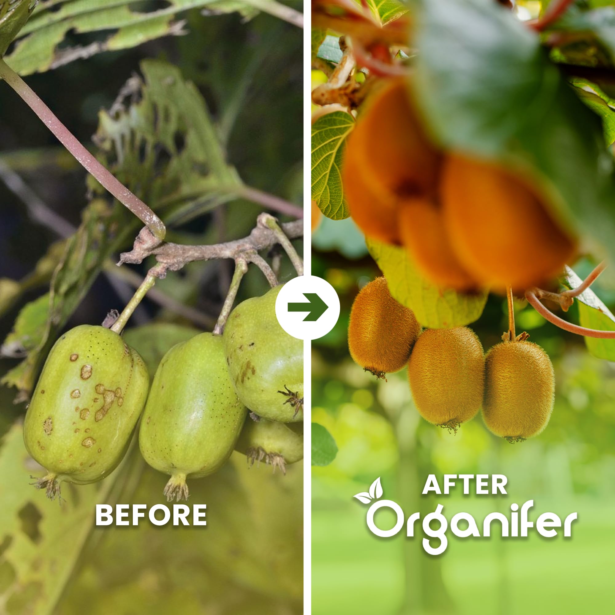 Fertilizante Líquido Orgánico 2x1L Para Kiwi – Favorece Hojas Lujosas Y Frutas Saludables – Organifer