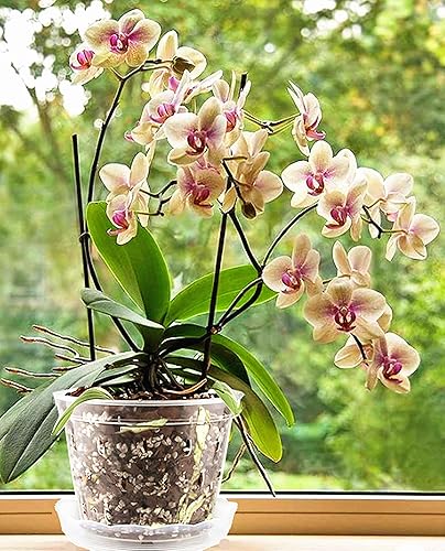 Miniatura 2 de Paquete de 6 macetas de orquídeas transparentes, macetas de plástico de 4.8 pulgadas, 5.6 pulgadas y 7 pulgadas con agujeros y platillos, macetas de