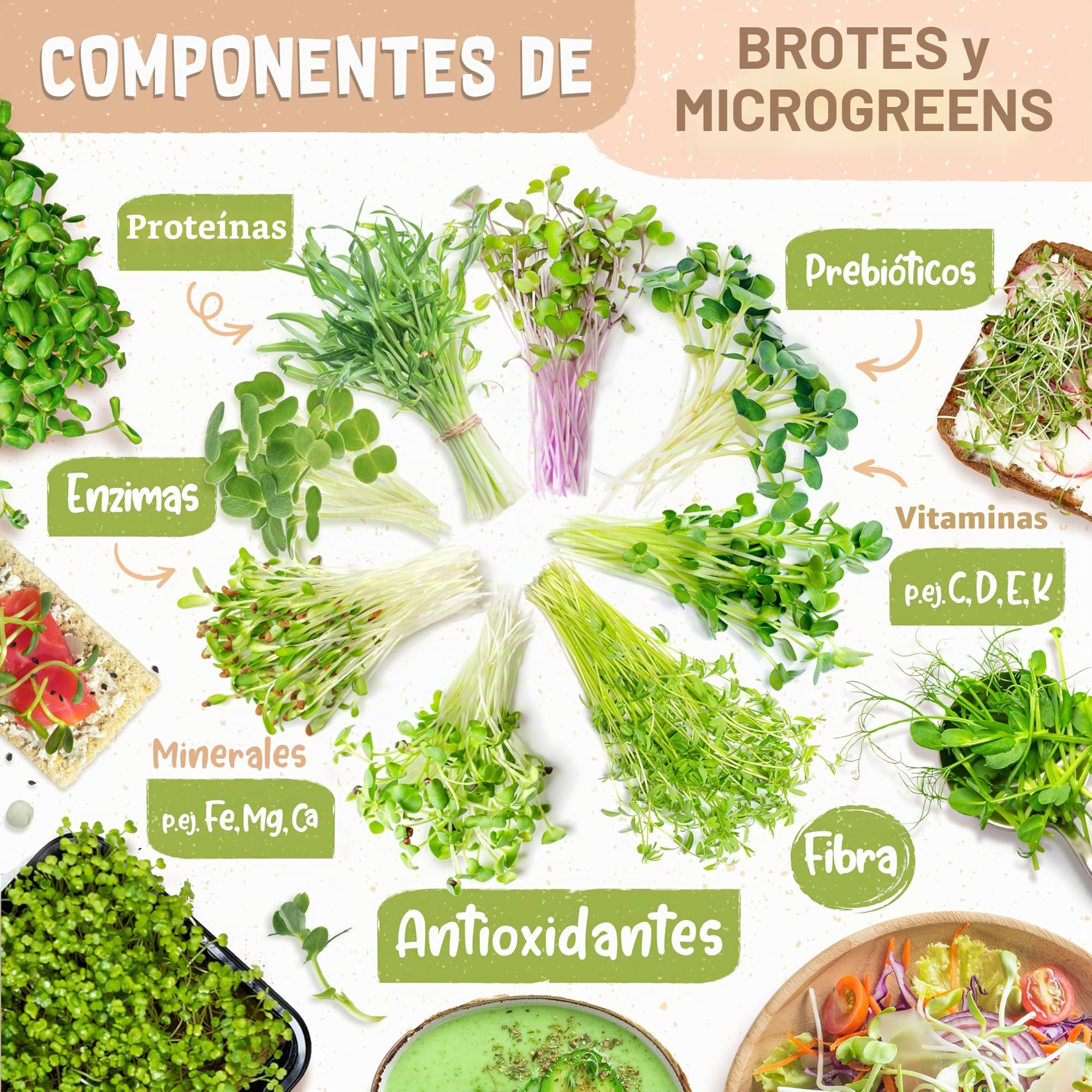 zengreens® Kit de Cultivo de brotes Bio - Set de 1, 2 o 3 tarros de germinación - Incluye Tarro germinador, Bandeja de Cultivo y Semillas para brotes - Incl. guía y videocurso Online