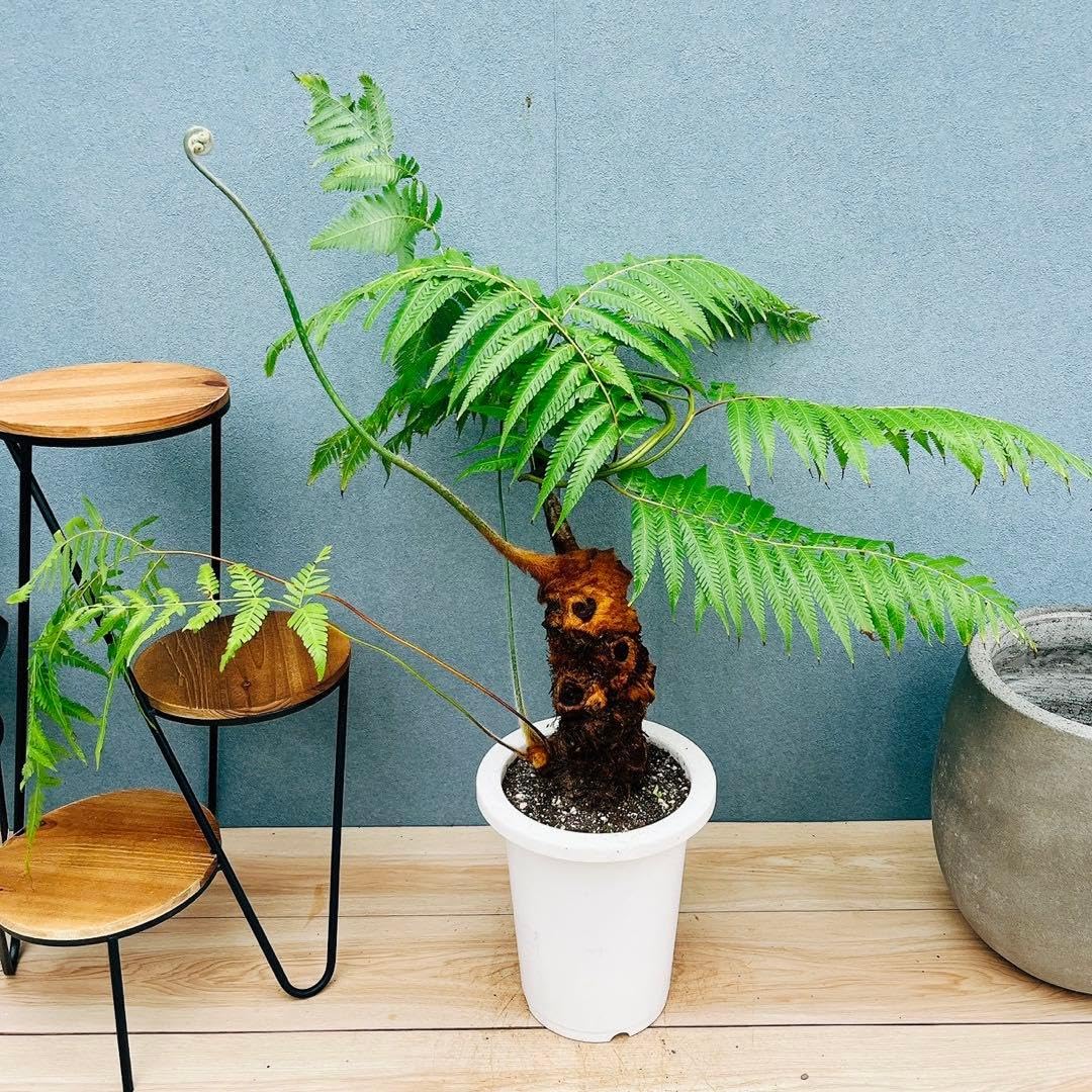 Amazon｜キンモウコウ 7号 観葉植物 タカワラビ｜観葉植物 オンライン通販