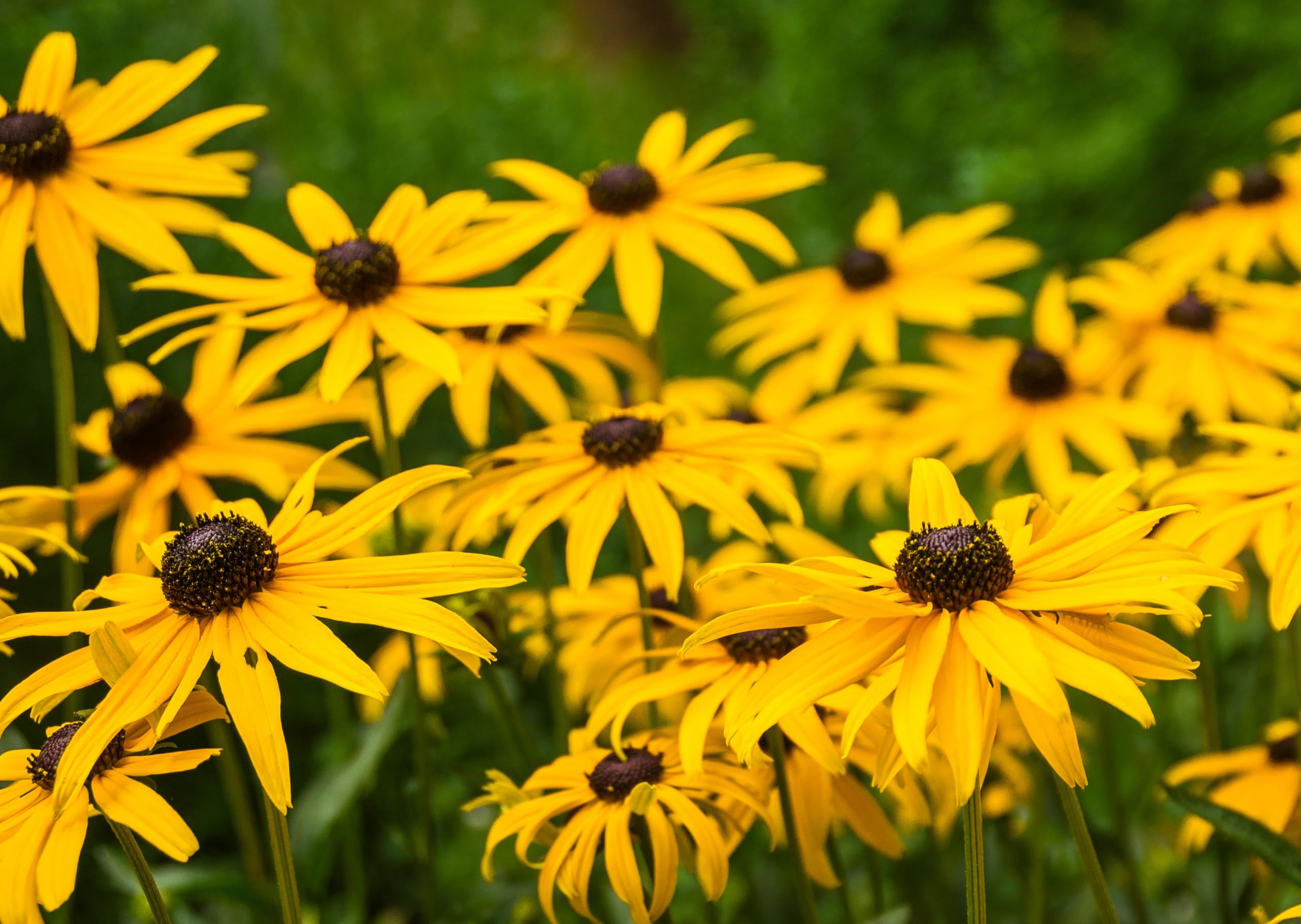 Sonnenhut Mix - Rot & Gelb (Echinacea purpurea & Rudbeckia Hirta). (20000 Samen = 52,0g)