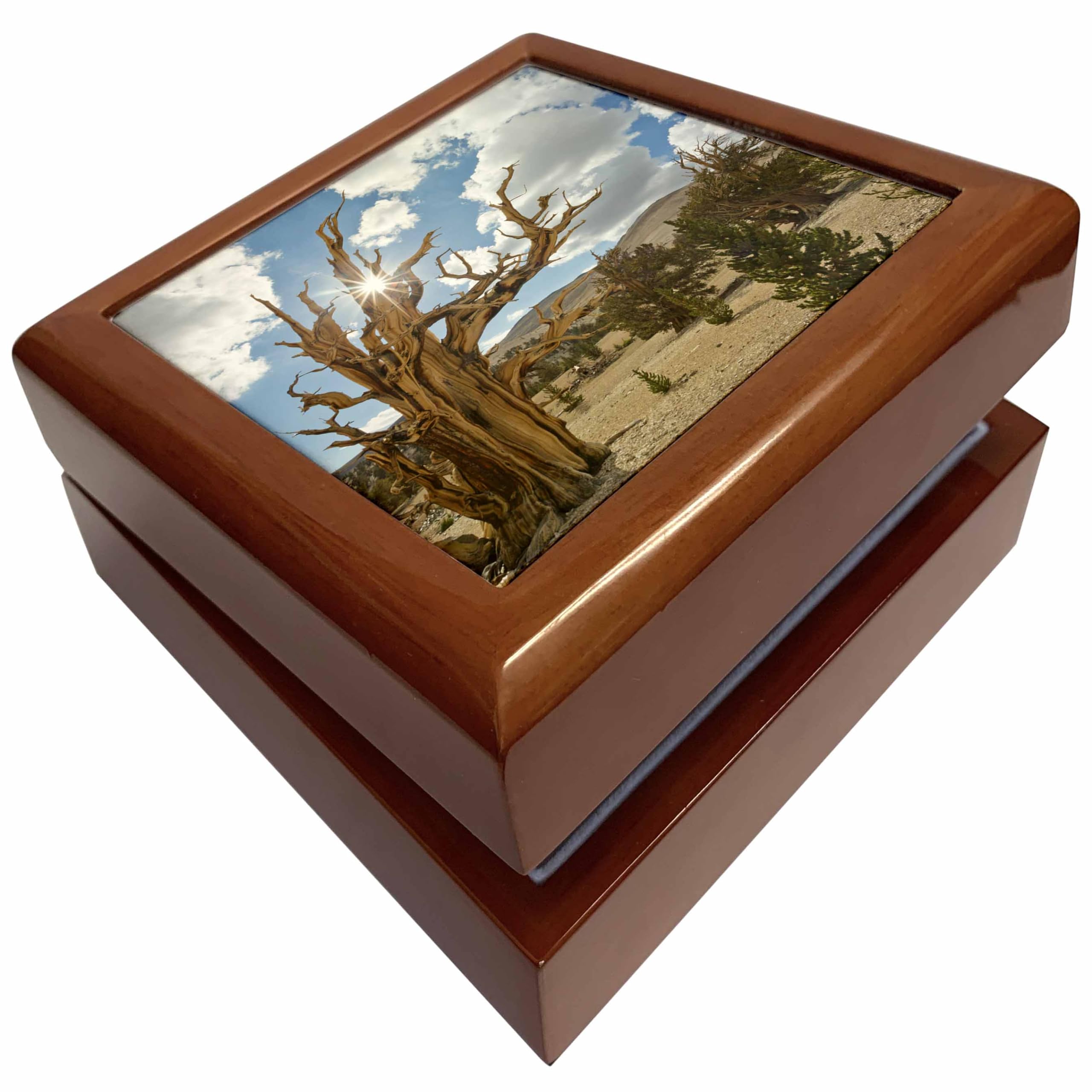 3dRose USA, California, Inyo NF. Scenic in Ancient Bristlecone Pine Forest., Jewelry Box jb-190750-1