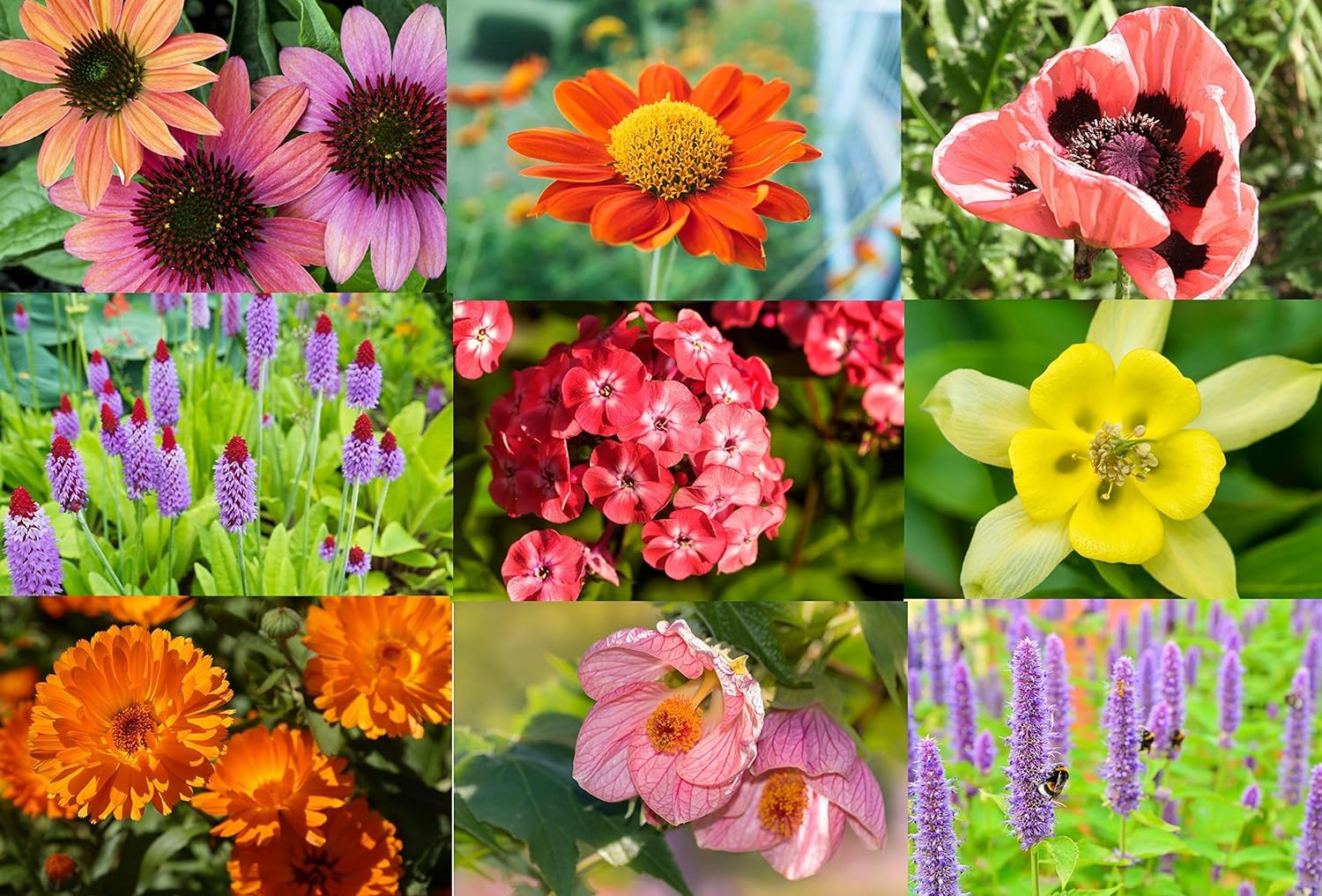 Perennial Garden Flower 2000 Seeds, Mixed Varieties