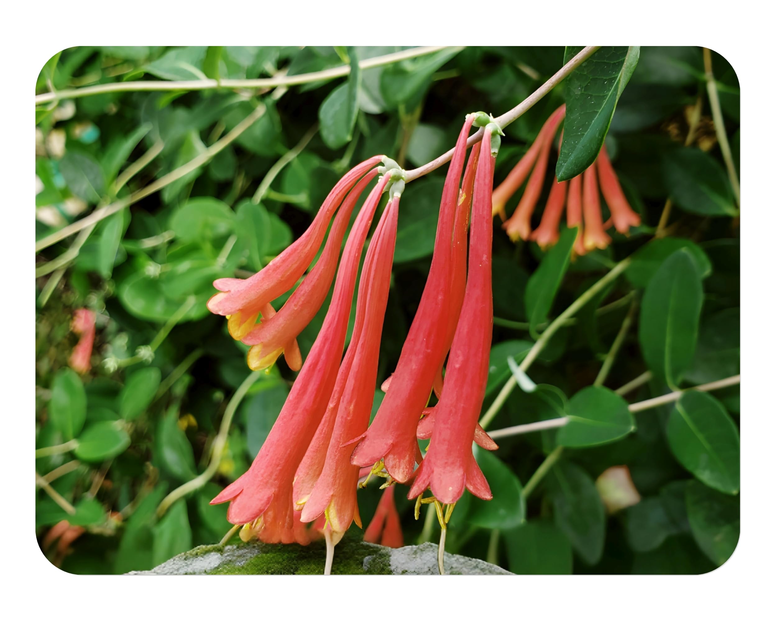 Coral Honeysuckle