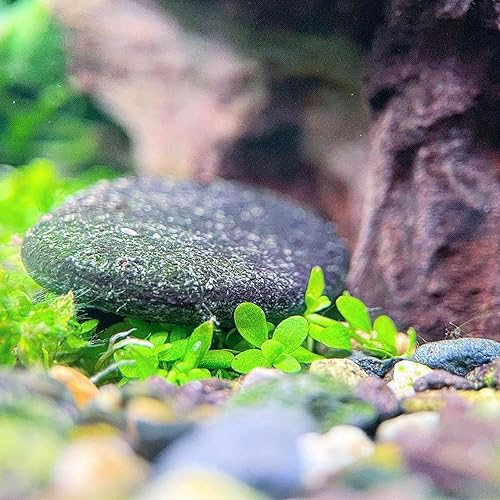 Miniatura 5 de Greenpro | Micranthemum Monte Carlo Tissue Culture US Farm Plantas de acuario en vivo Midground para decoración de peceras