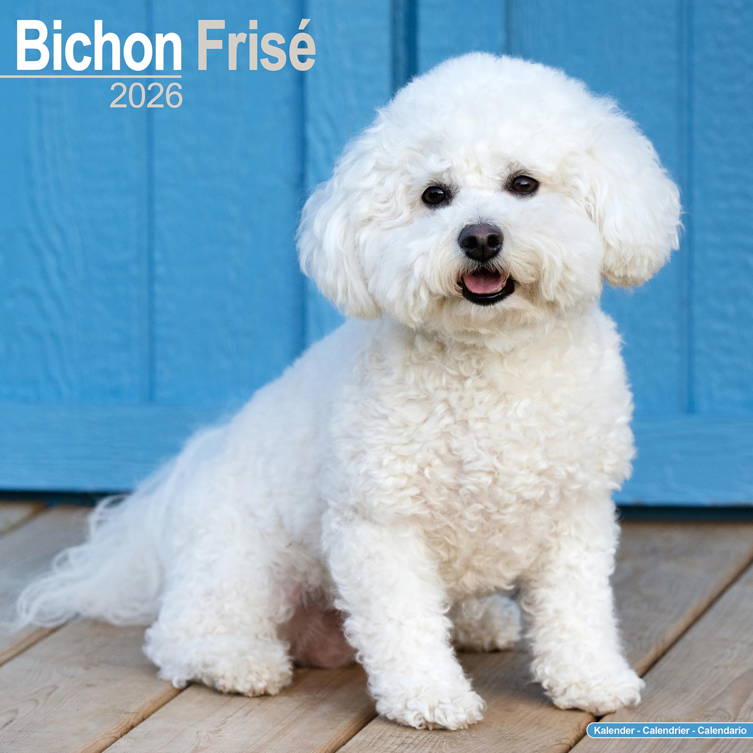 Bichon Frise 2026 Calendar | Square Wall Calendar | Dog Breed Gift | Plastic Free Packaging | by Avonside Publishing