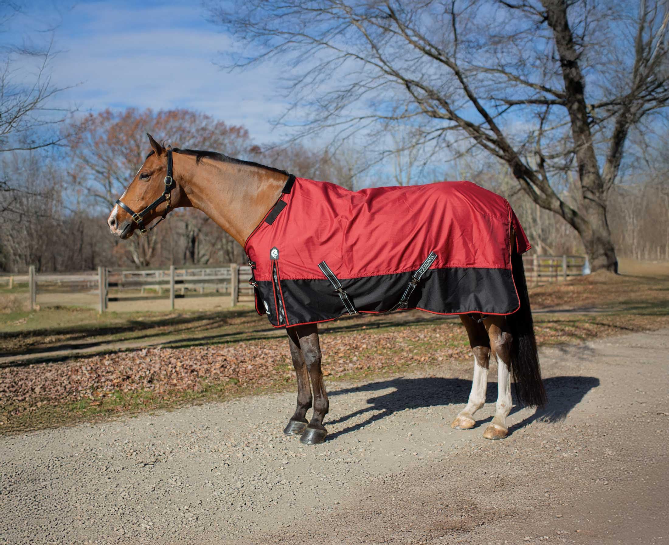 Amazon.com : Equinavia Norse 300g Heavy Weight Horse Blanket