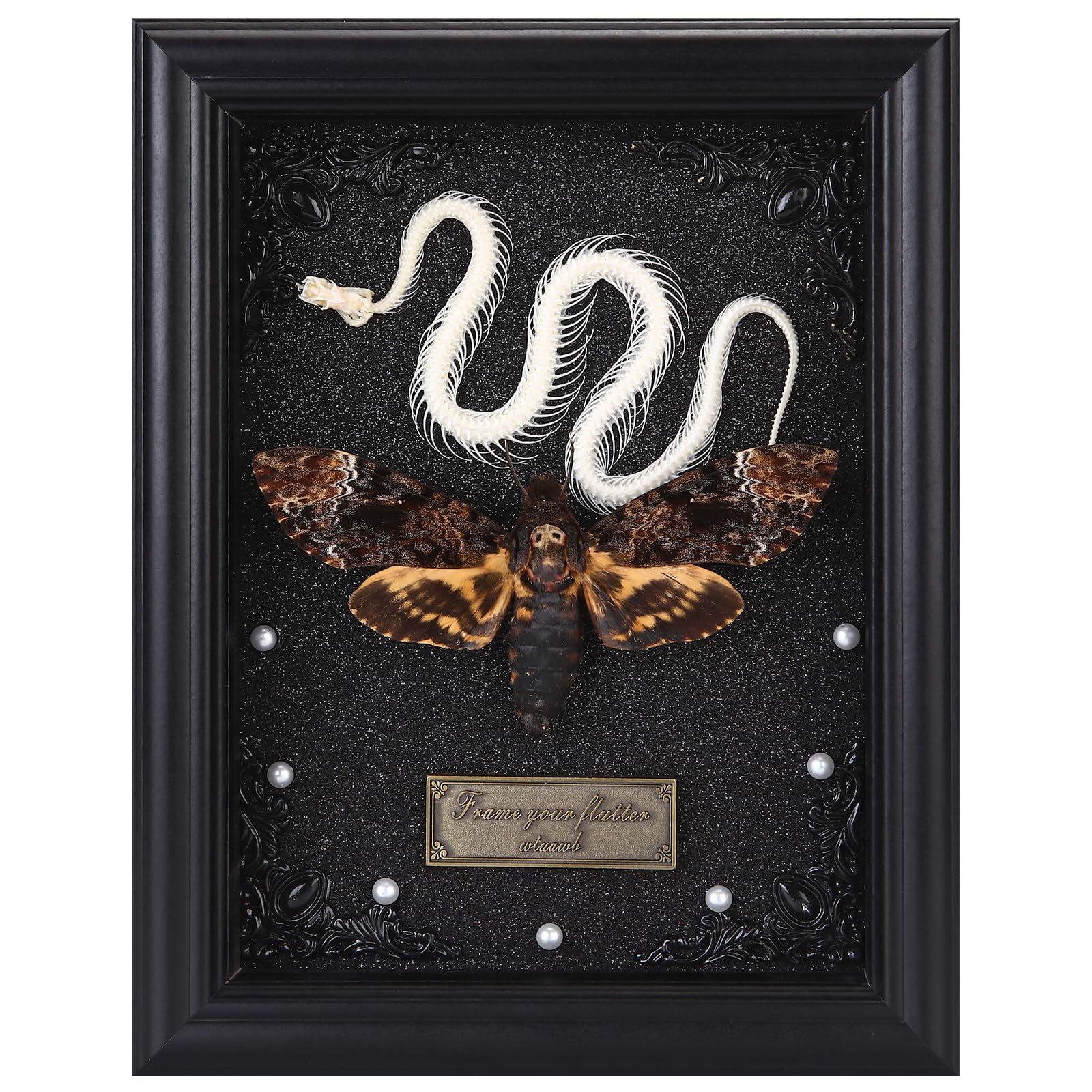 Specimen Display in Shadow Box