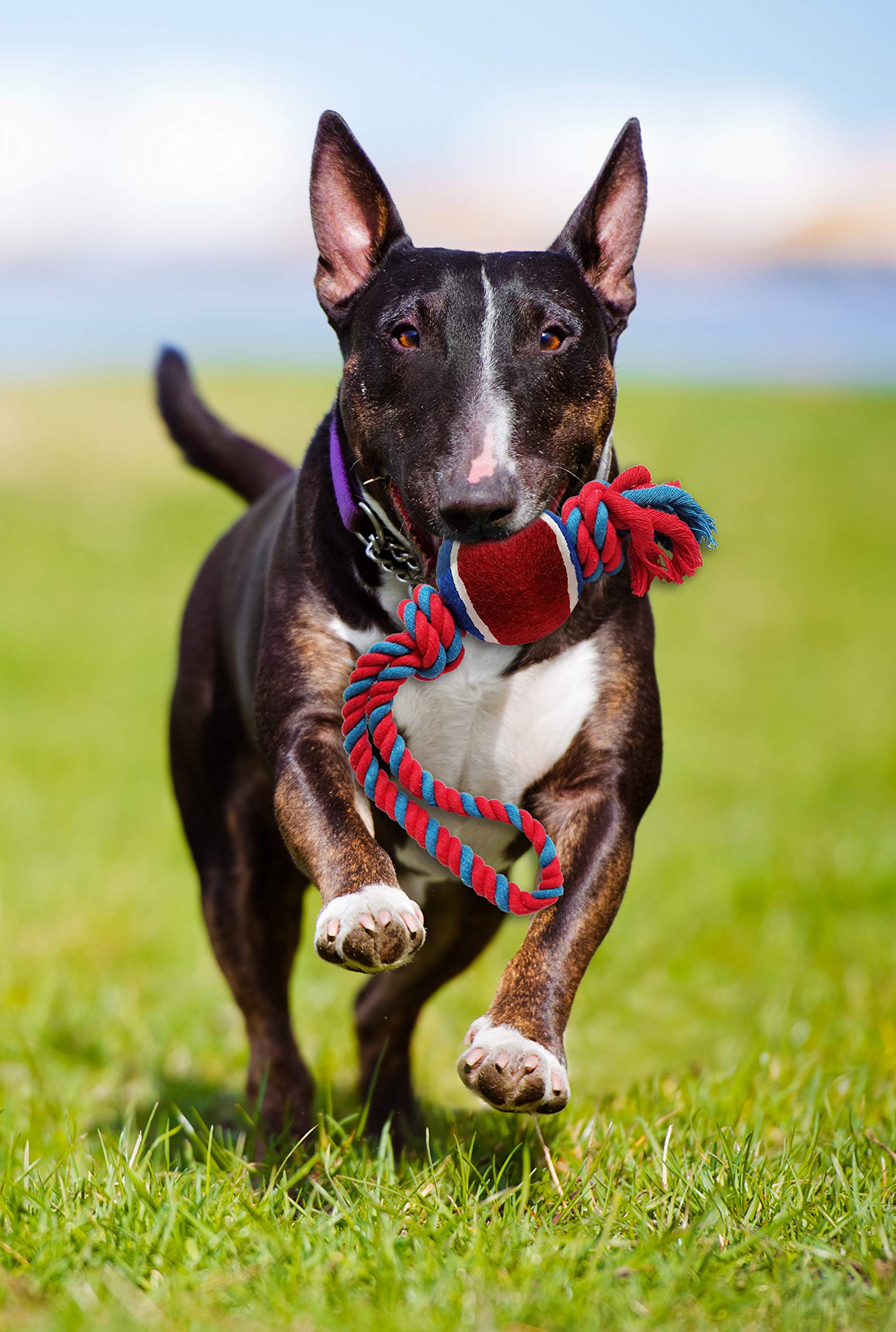 Pets First Feeding Spielzeug für Katzen, Hunde und kleine Säugetiere | praktischer Spenderball für kontinuierlichen Spaß und gesunde Gewohnheiten, blau