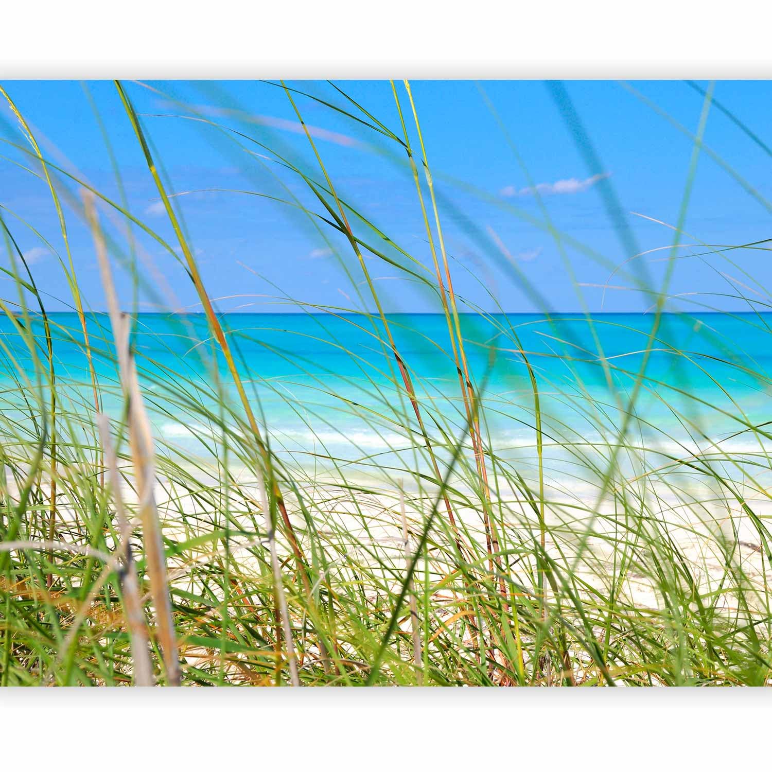 murando Fotomurales autoadhesivo 343x270 cm Papel Pintado Decoración
