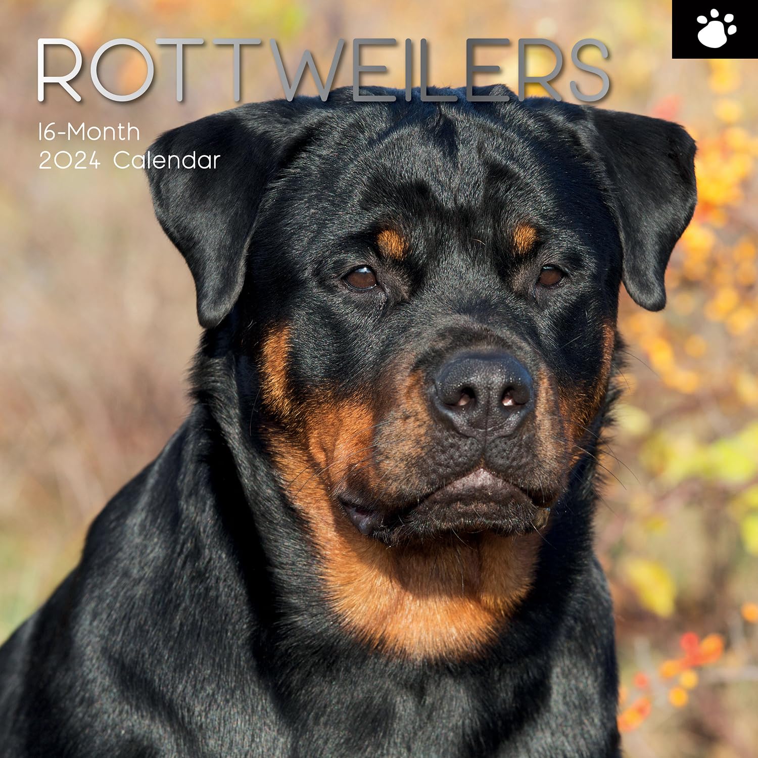 Buy TGSC Rottweilers Wall 2024 16 Months Monthly 2023 2024 buy-tgsc-rottweilers-wall-2024-16-months-monthly-2023-2024