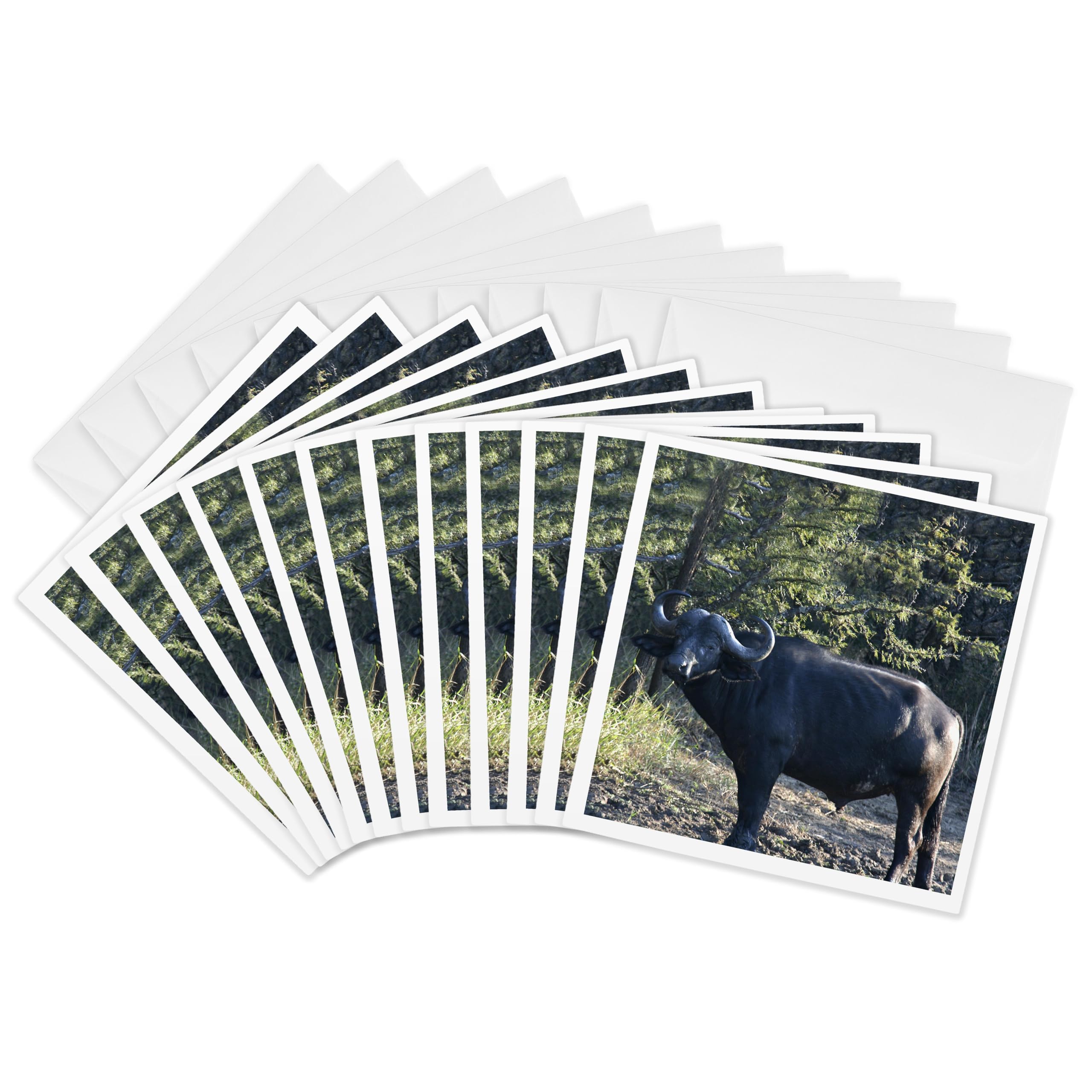 3dRose gc_20120_2 6 x 6-Inch "South African Buffalo Side View Face View" Greeting Card (Pack of 12)