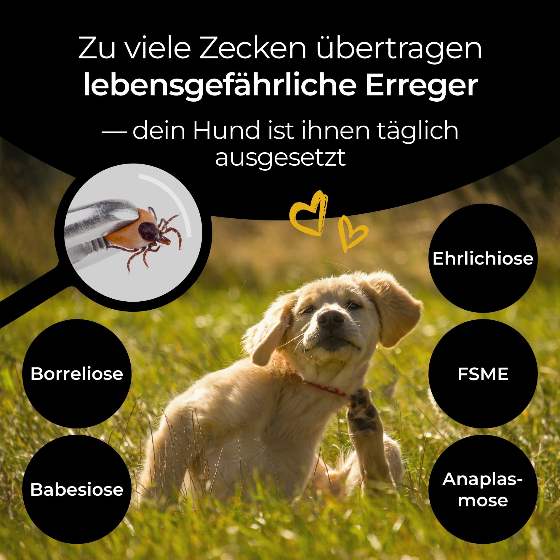 Zecken Tinktur 50 ml - Repellent Gegen Zecken - Insektenschutz Hund - Ätherische Öle Gegen Zecken, Flöhe, Milben & Mücken - Made in Germany