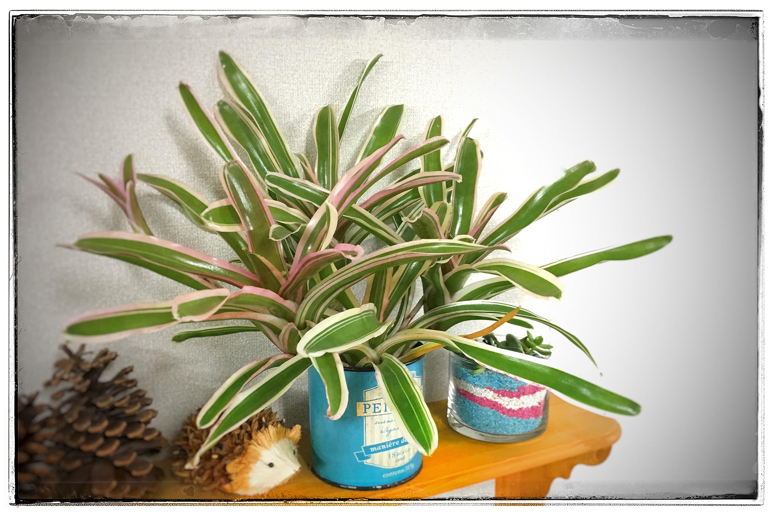 Amazon｜ネオレゲリア『ファイヤーボール』斑入り10.5cmポット（受け皿