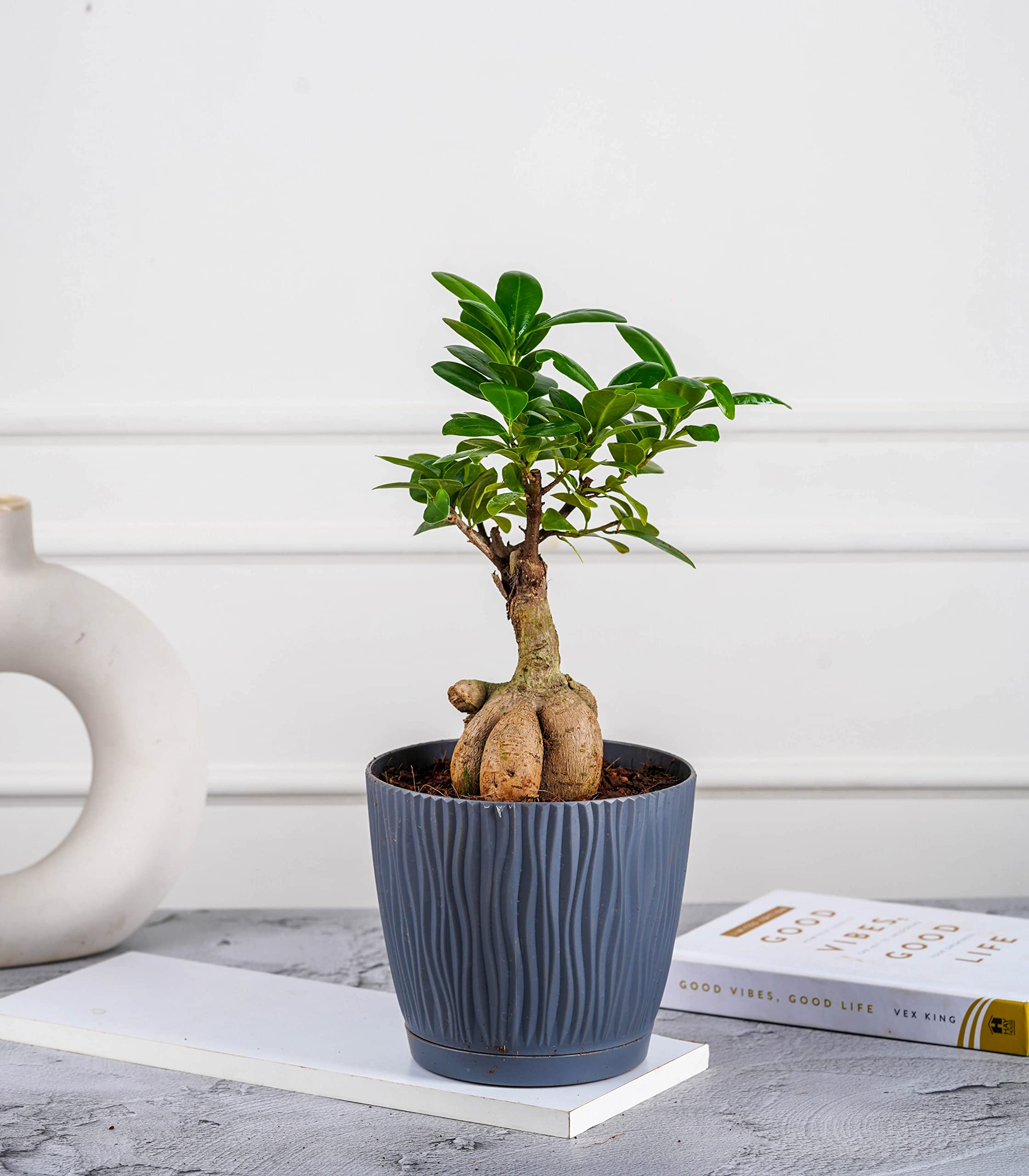 Nurturing Green® Bonsai 2yrs Old Plant in Grey Plastic Self Watering Planters Pots (5.5 Inch Wide * 5 Inch High) Indoor Plants | Lucky Plant | Home and Office Decor (B0BN9KPQGV) Amazon Price History, Amazon Price Tracker