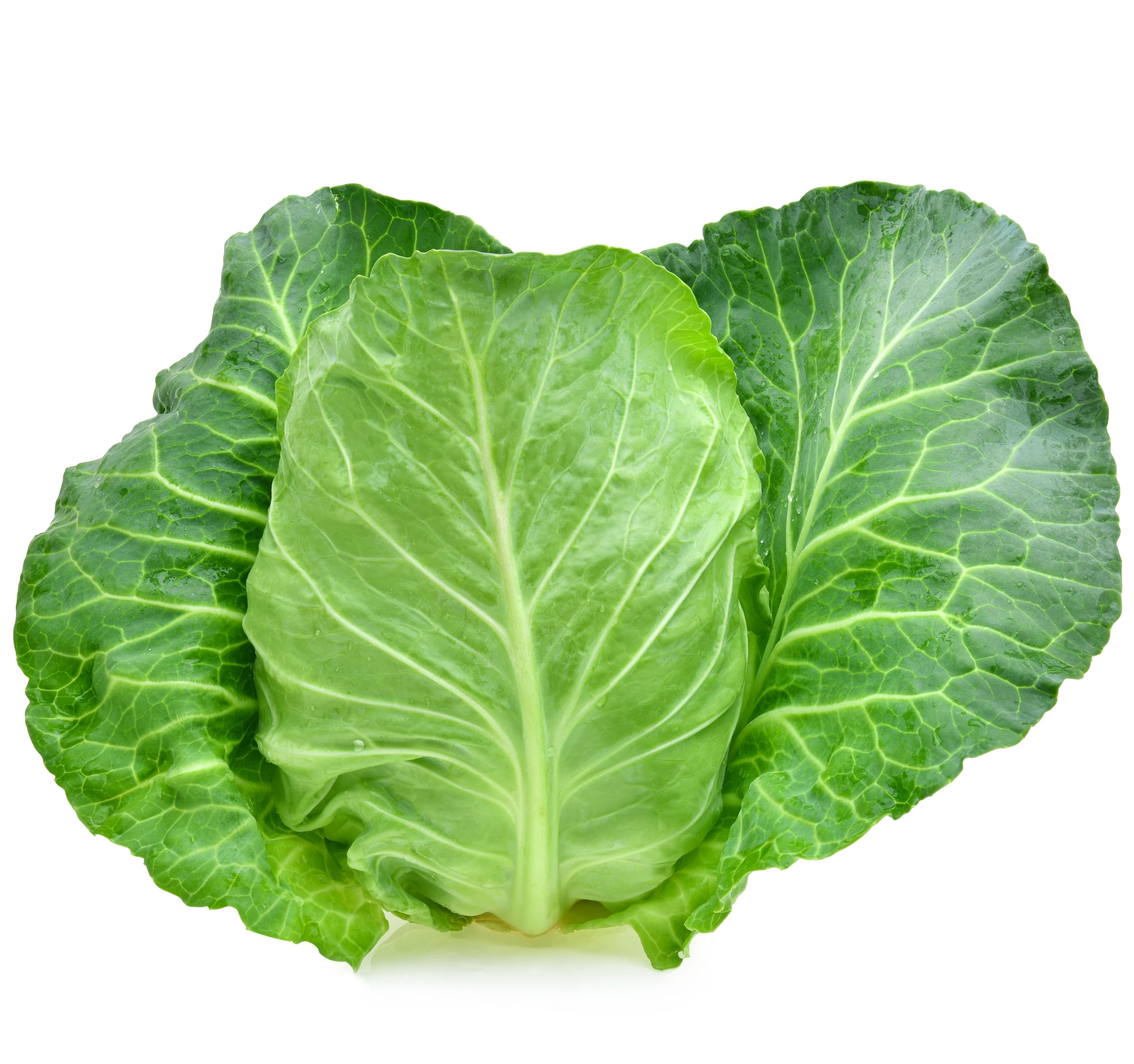 Cabbage Plants, 'Durham Early', 6 x Plug Plant Pack, Vegetable Plants, Garden Veg, Cabbages, Garden Ready and Ready to Plant, Premium Quality Vegetables