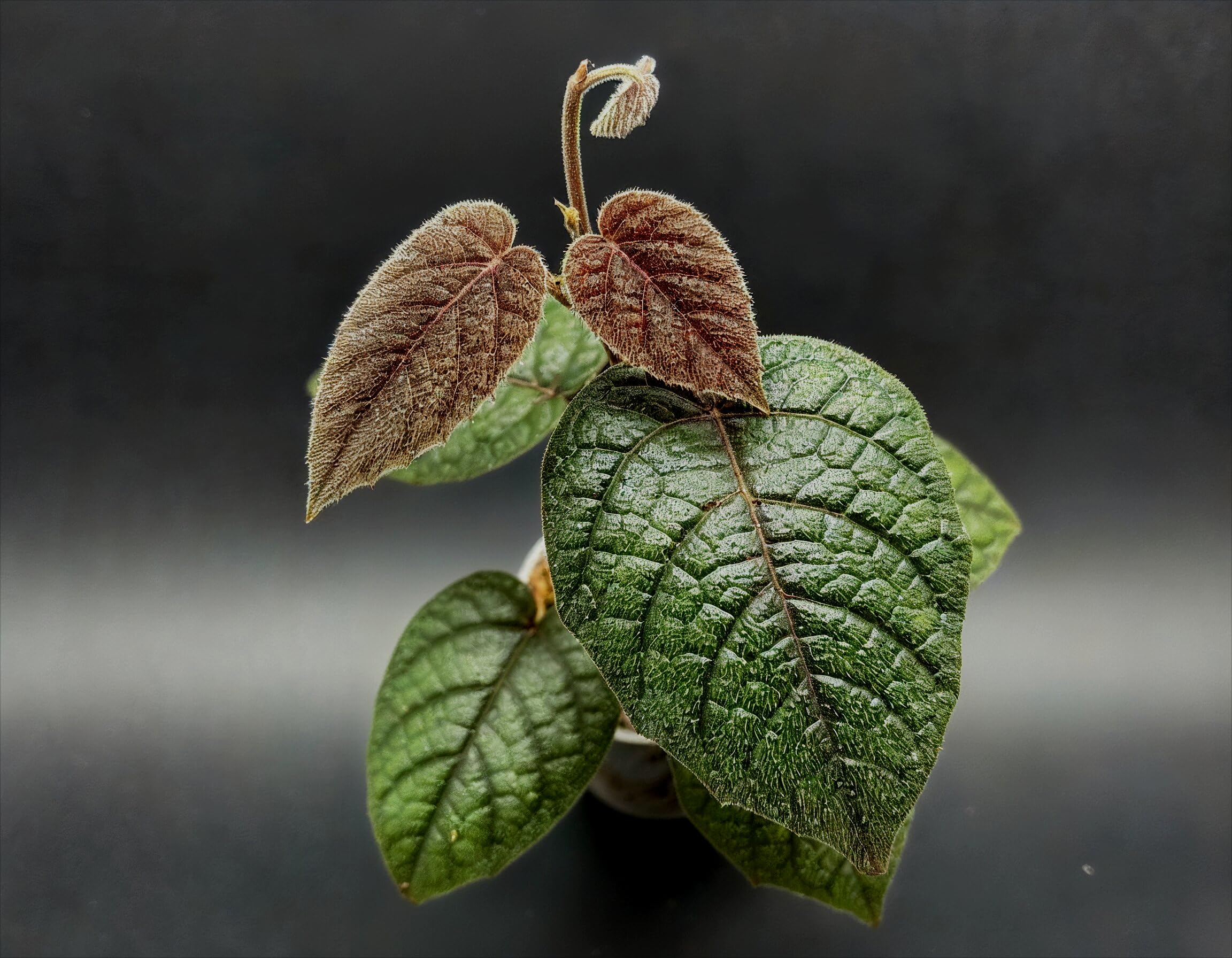 NatureHolic Terrarium Pflanze Pterisanthes sp. Hairy Dark Green - etablierte Rankpflanze mit 4+ Blättern - Terrarium/Paludarium/Vitrine - dunkelgrünes, behaartes Laub