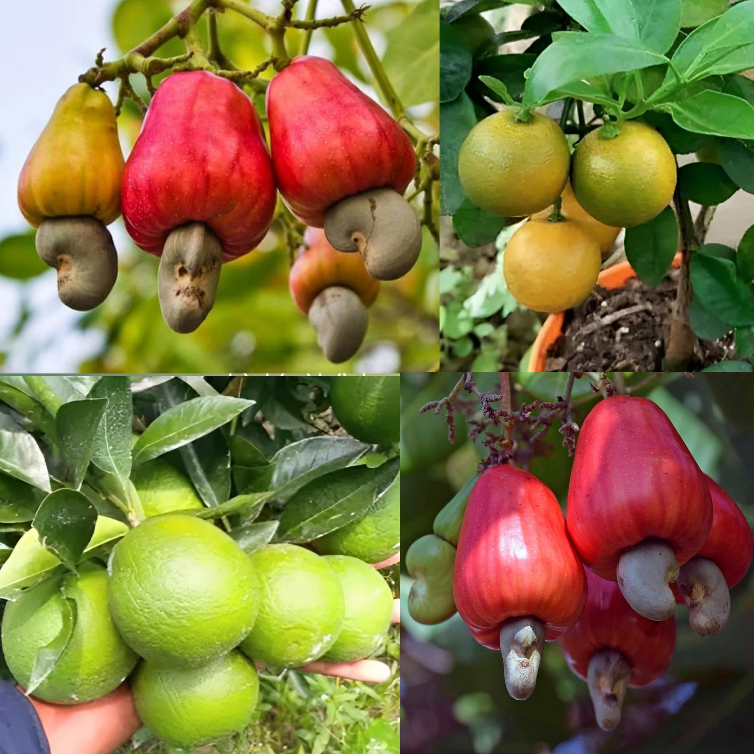 Pyanabi Combo 2 Cashew Nut Grafted Plants + Nagpur Variety Mosambi Sweet Lemon Fruit Plant Grafted Plant Height 1.5-2 Feet Pack Of 2