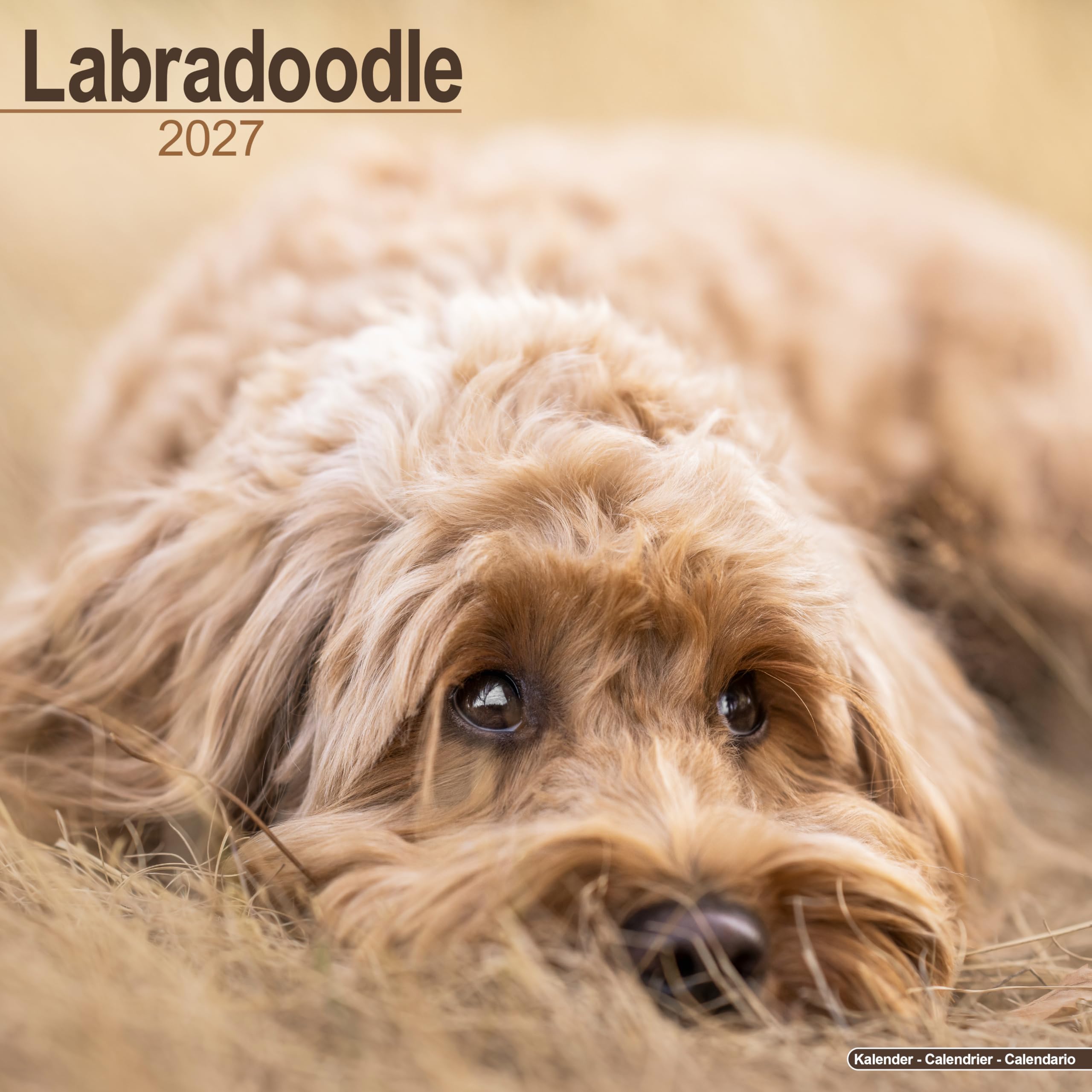 Labradoodle Calendar 2027, Wall Calendars, Month To View, Dogs, Gift