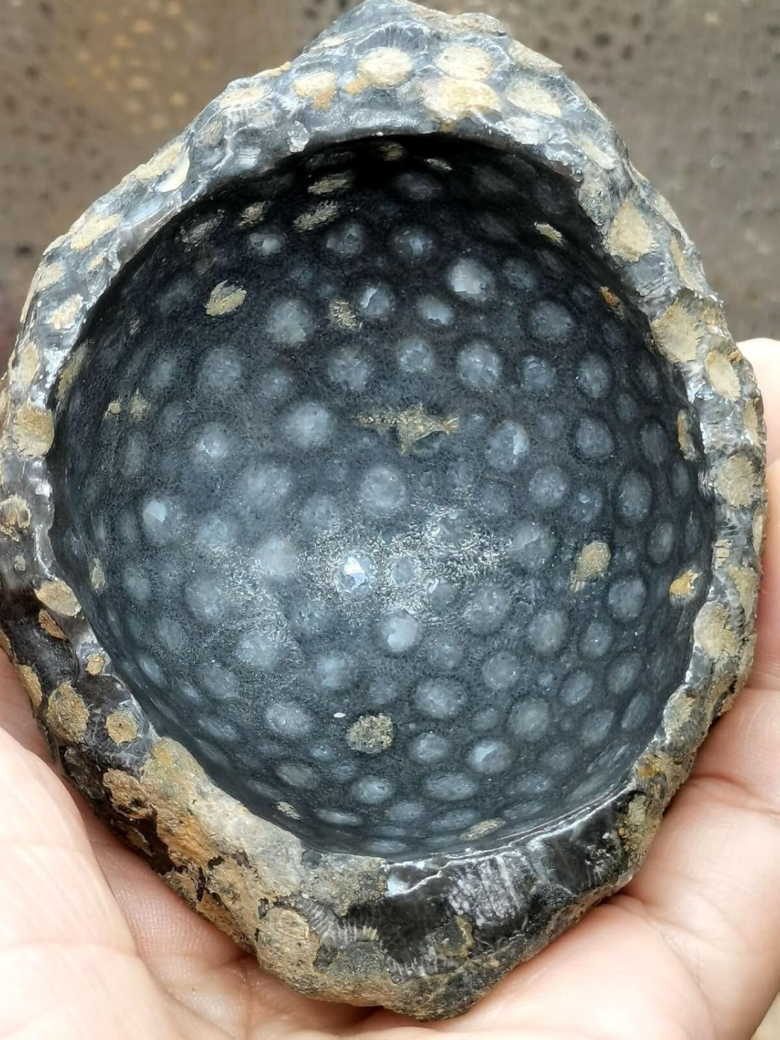 Paleozoic Natural Marine Coral Fossil