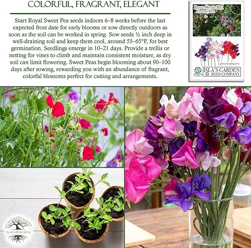 Miniatura 5 de Semillas de flores Beautiful Royal Sweet Pea para plantar más de 25 semillas de flores por paquete semillas de jardín de Islas Garden Seeds semillas