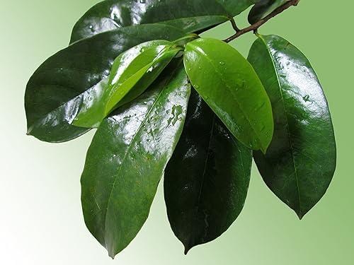 Miniatura 3 de Zokiva Nutritionals Graviola Tea 30 bolsas de guanábana - Annona Muricata orgánica - Té de hierbas de guanabana - Hoja de guanábana 100% pura para -