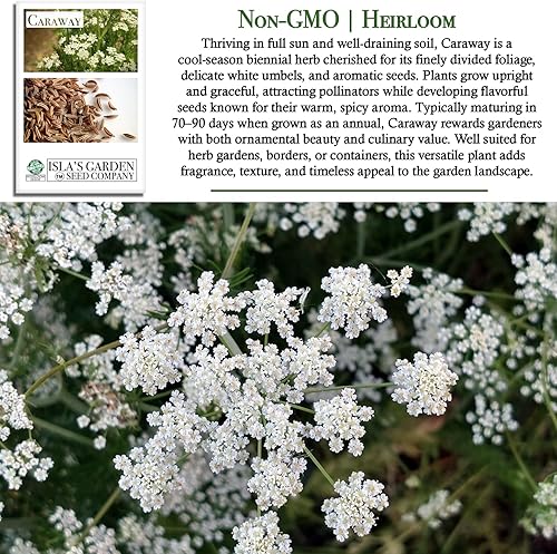 Miniatura 3 de Semillas de hierbas de alcaravea para plantar, más de 250 semillas por paquete, semillas de jardín de Isla (semillas de jardín de Isla), semillas