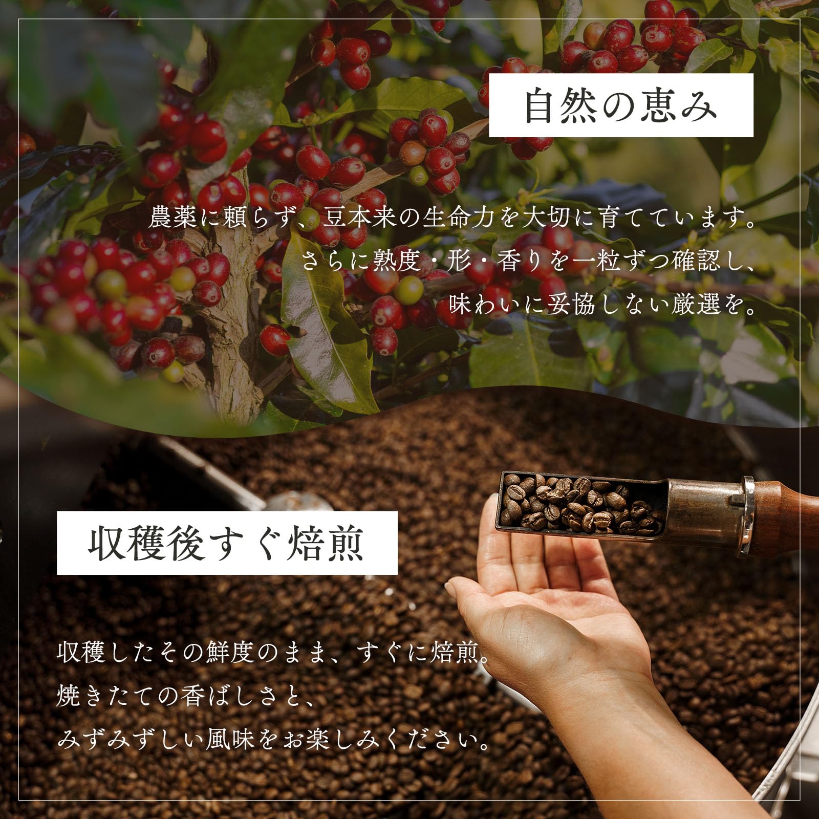 Amazon.co.jp: コーヒー コーヒー豆 粉 2kg トラディショナル コーヒー